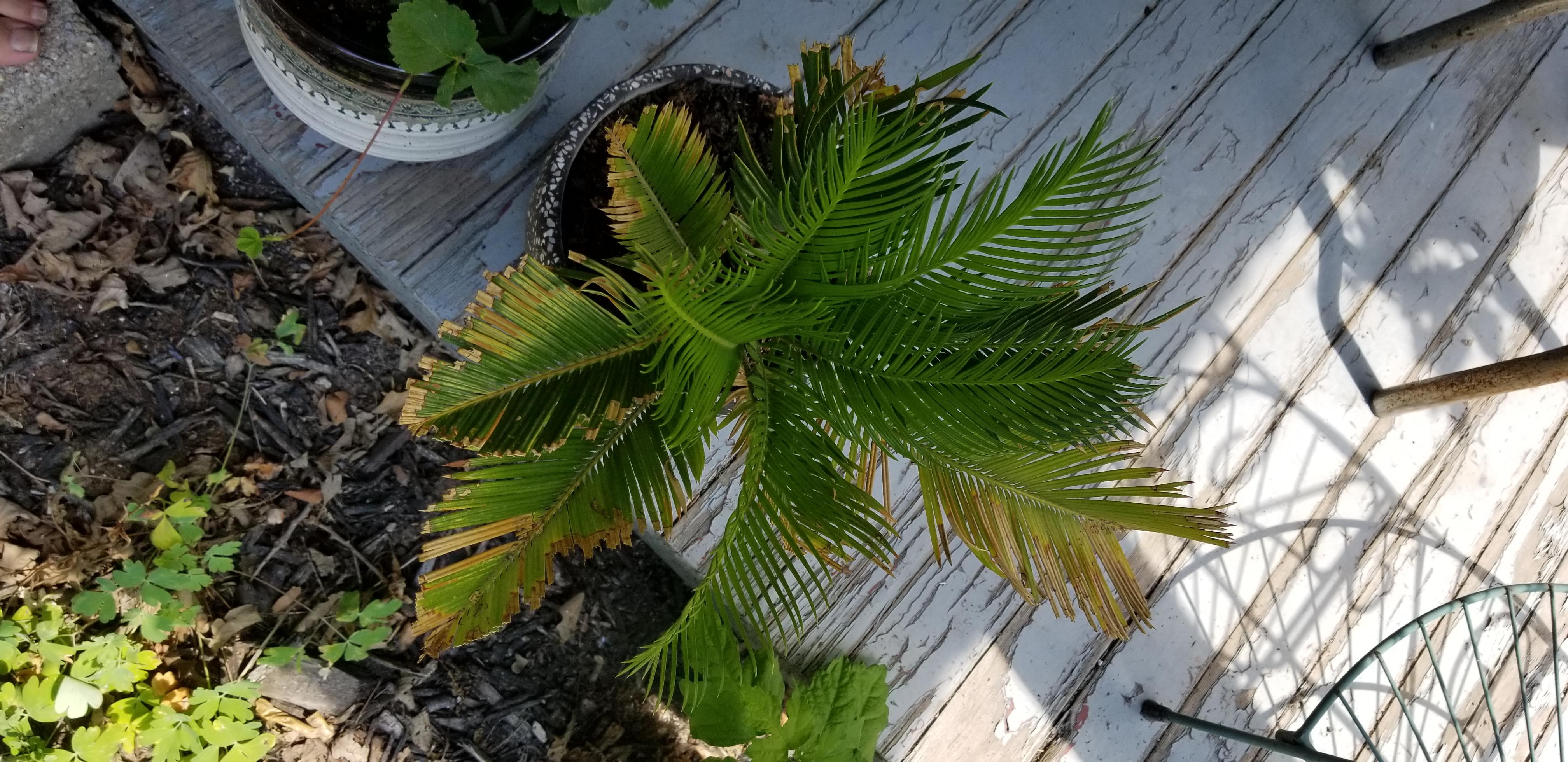 My Sago Palm was mauled repeatedly over the winter by my brother's cat(yes I know its toxic, cat