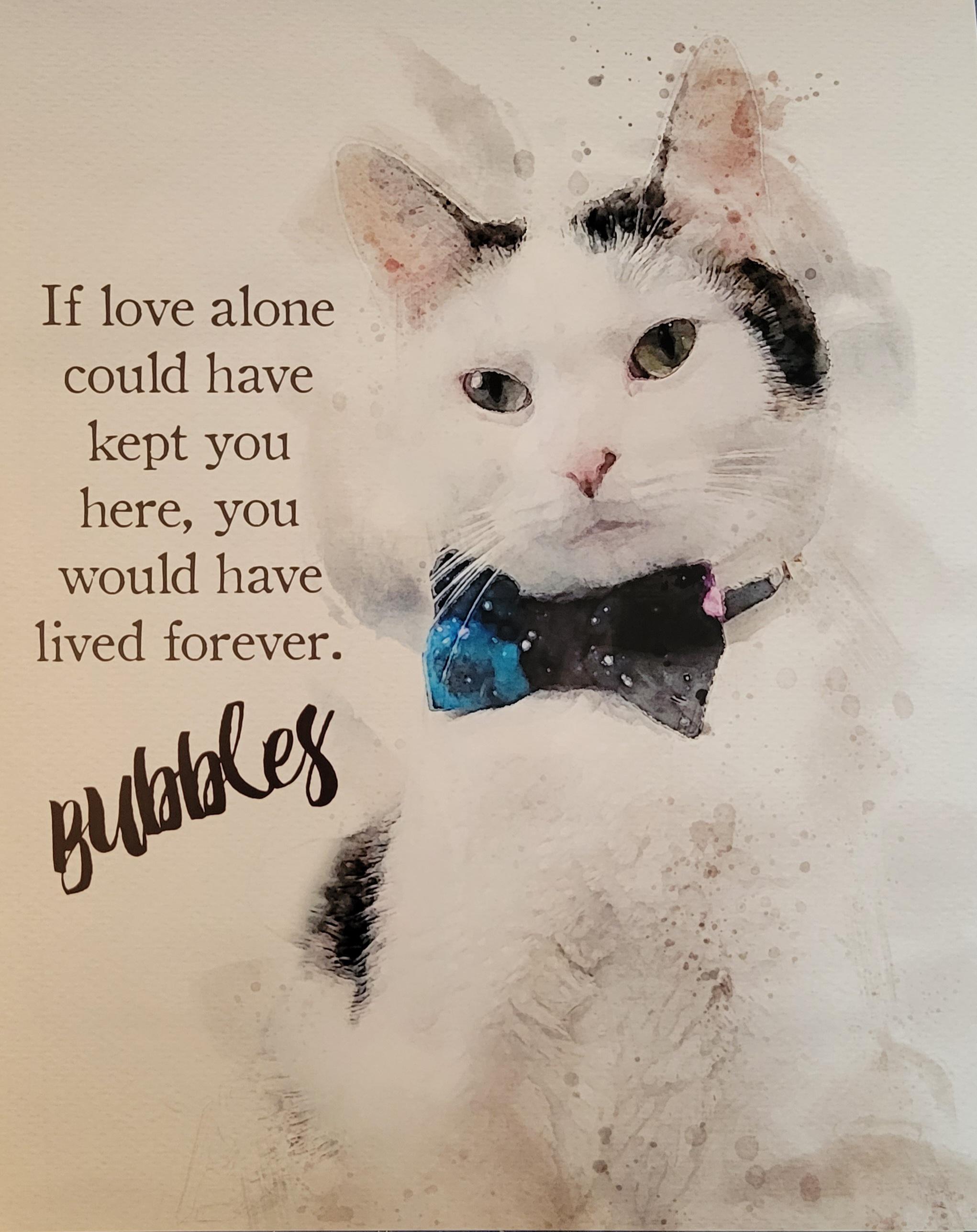 cat rainbow bridge quotes I'll See You Across The Rainbow Bridge Sweet Boy. : R/Cats
