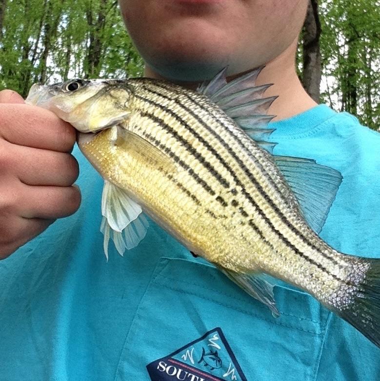 First Catch of the Year! Small Striped Bass (TN) r/Fishing