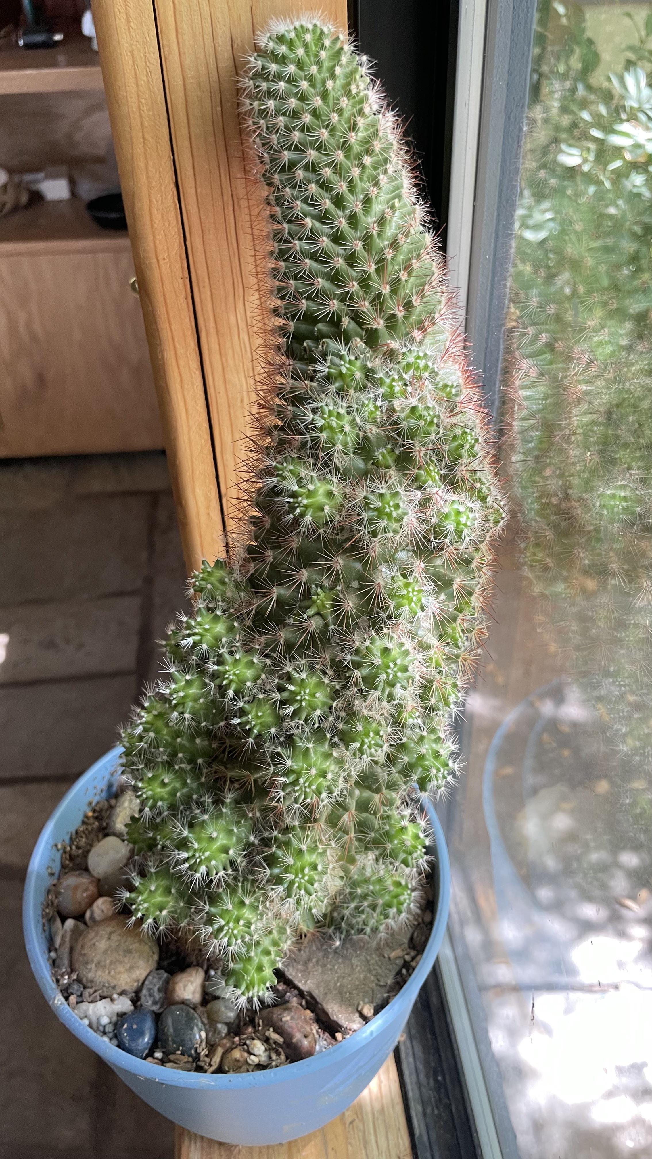 Question why is my cactus growing like this? I got this cactus about 5