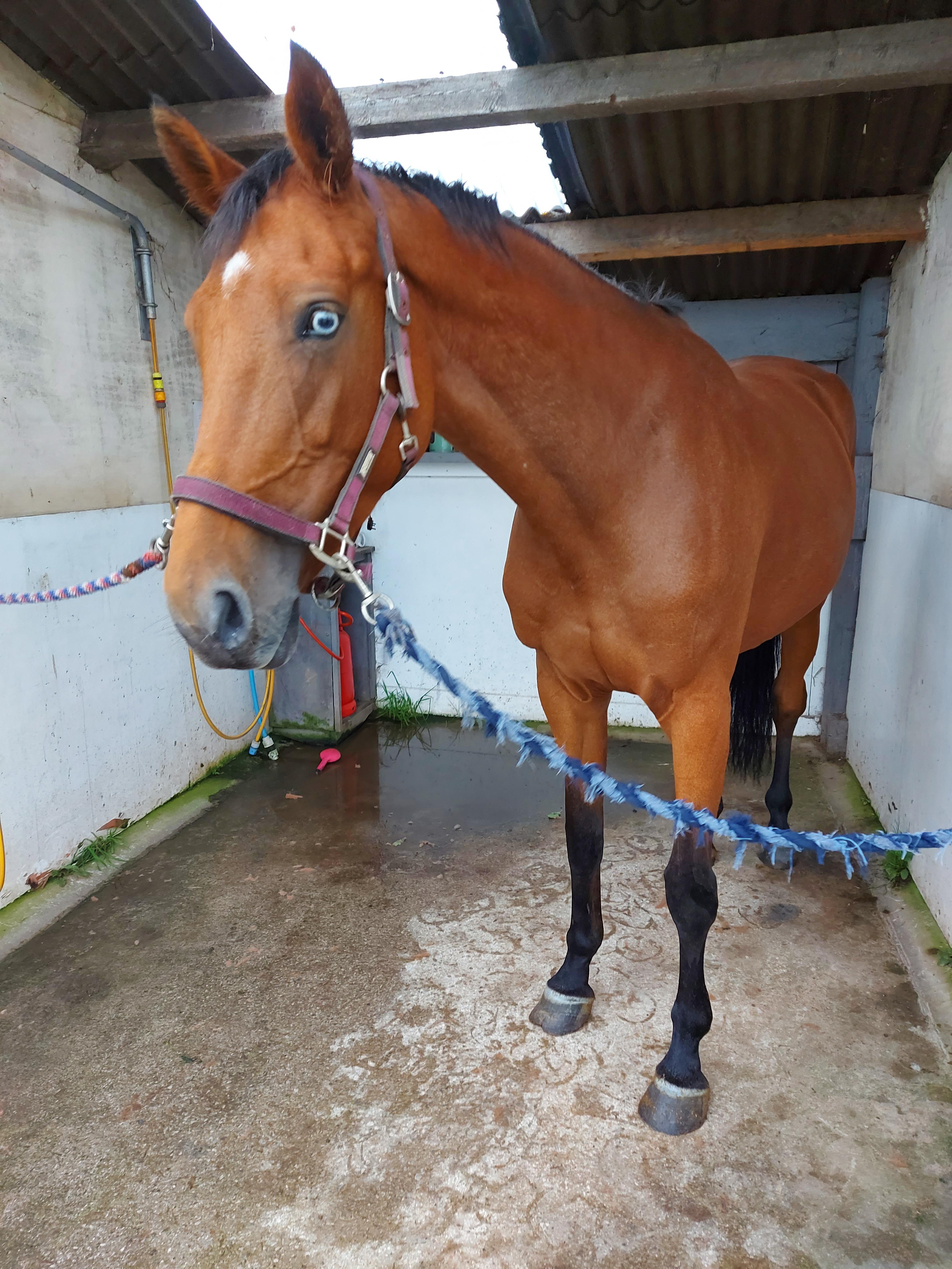 Abnormally Big Horse