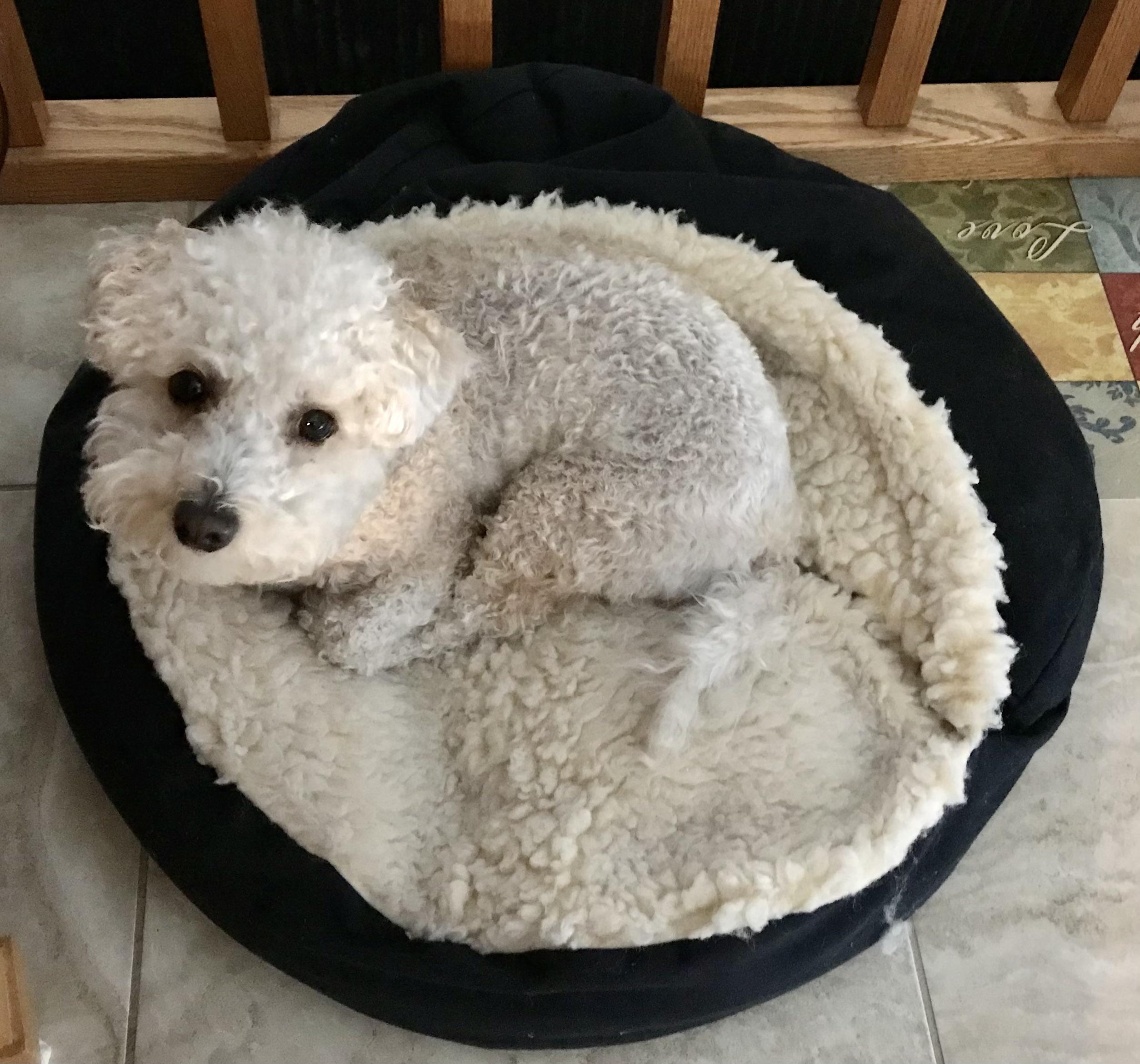 My dogs fur matches her bedding