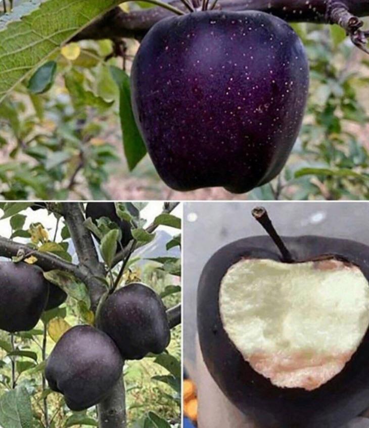 Unique Black Diamond Apples Nyingchi, Tibet r/gardening