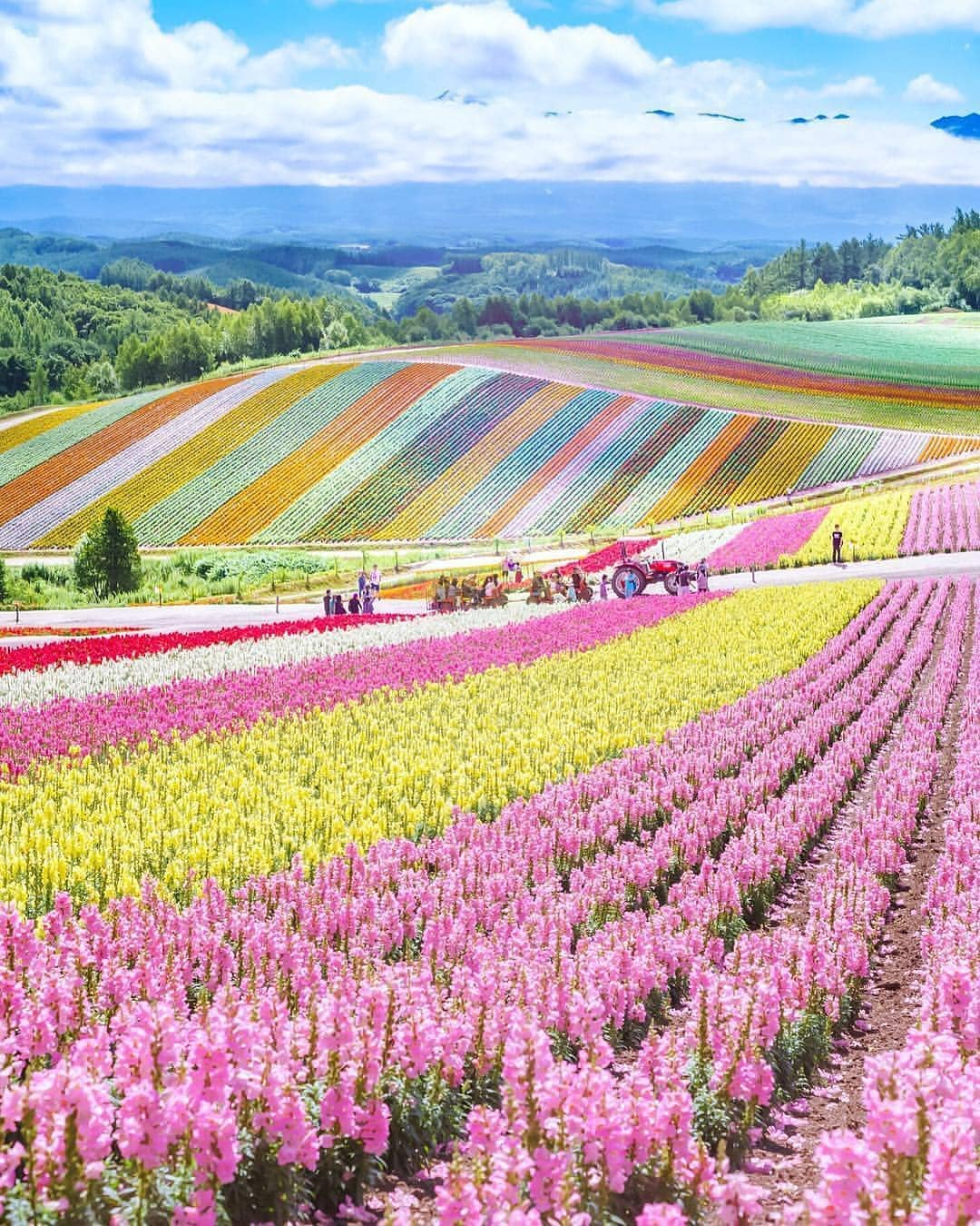 Flower field in Hokkaido, Japan r/pics