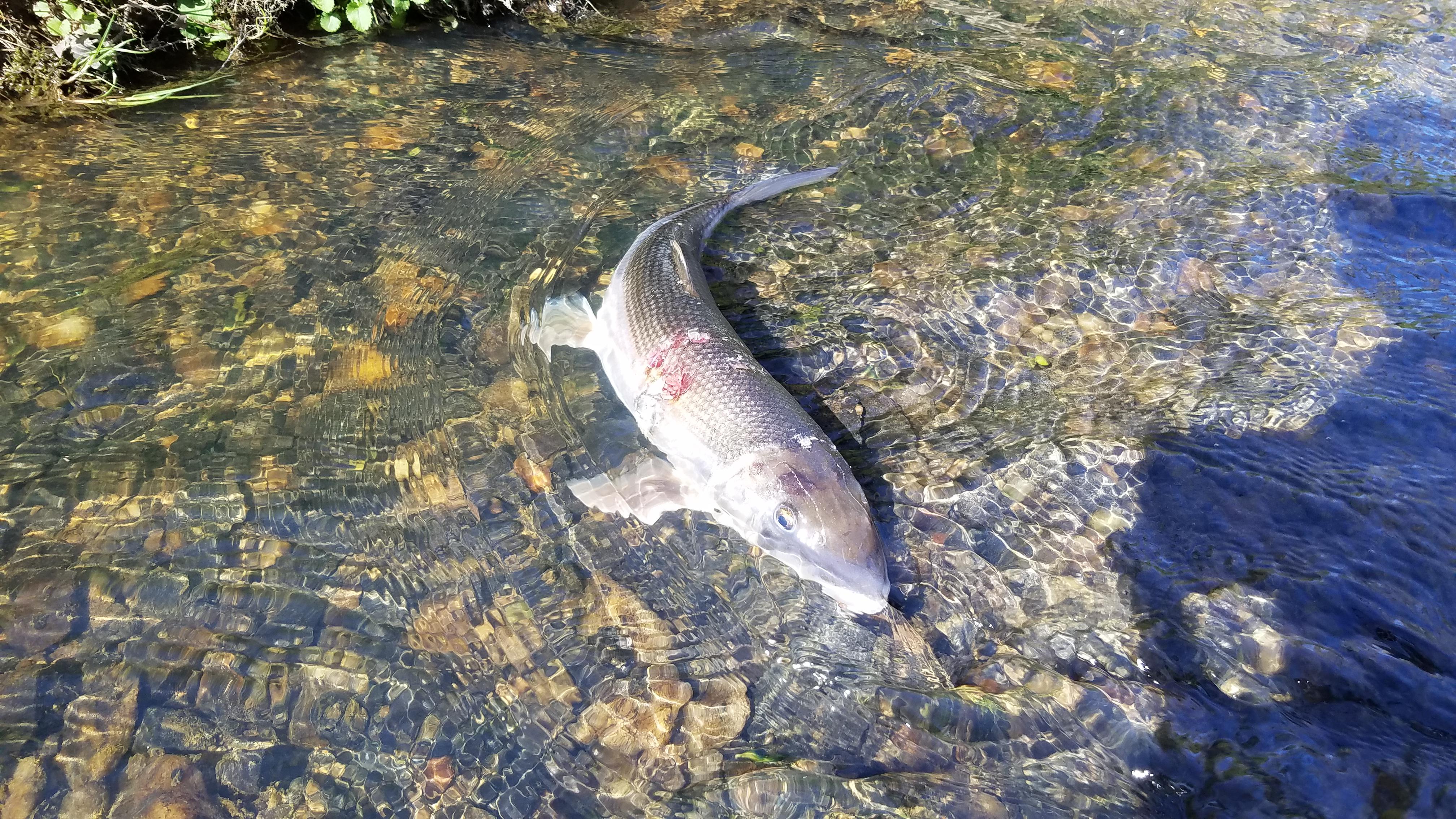 Found this fish in a large creek in central Virginia. Was not alive and