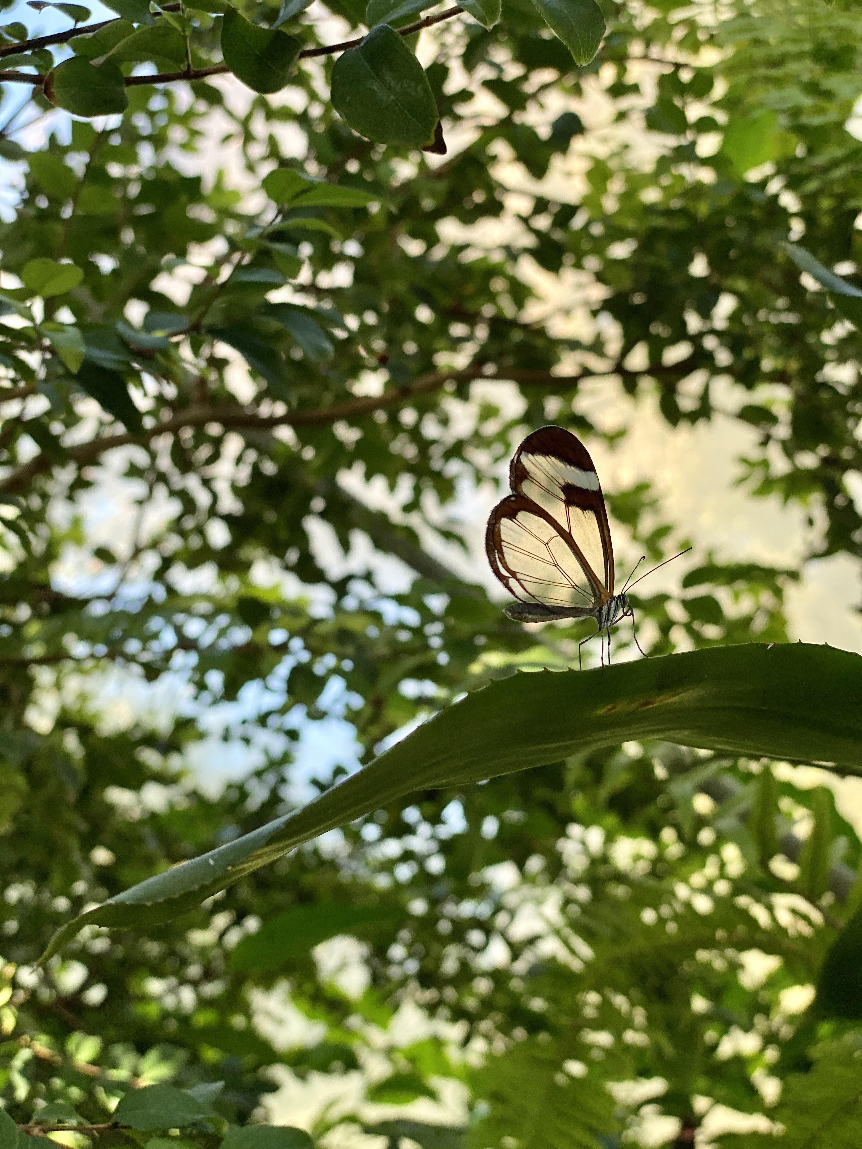 A photo I took of a glasswing butterfly in Houston, Texas r/Butterflies