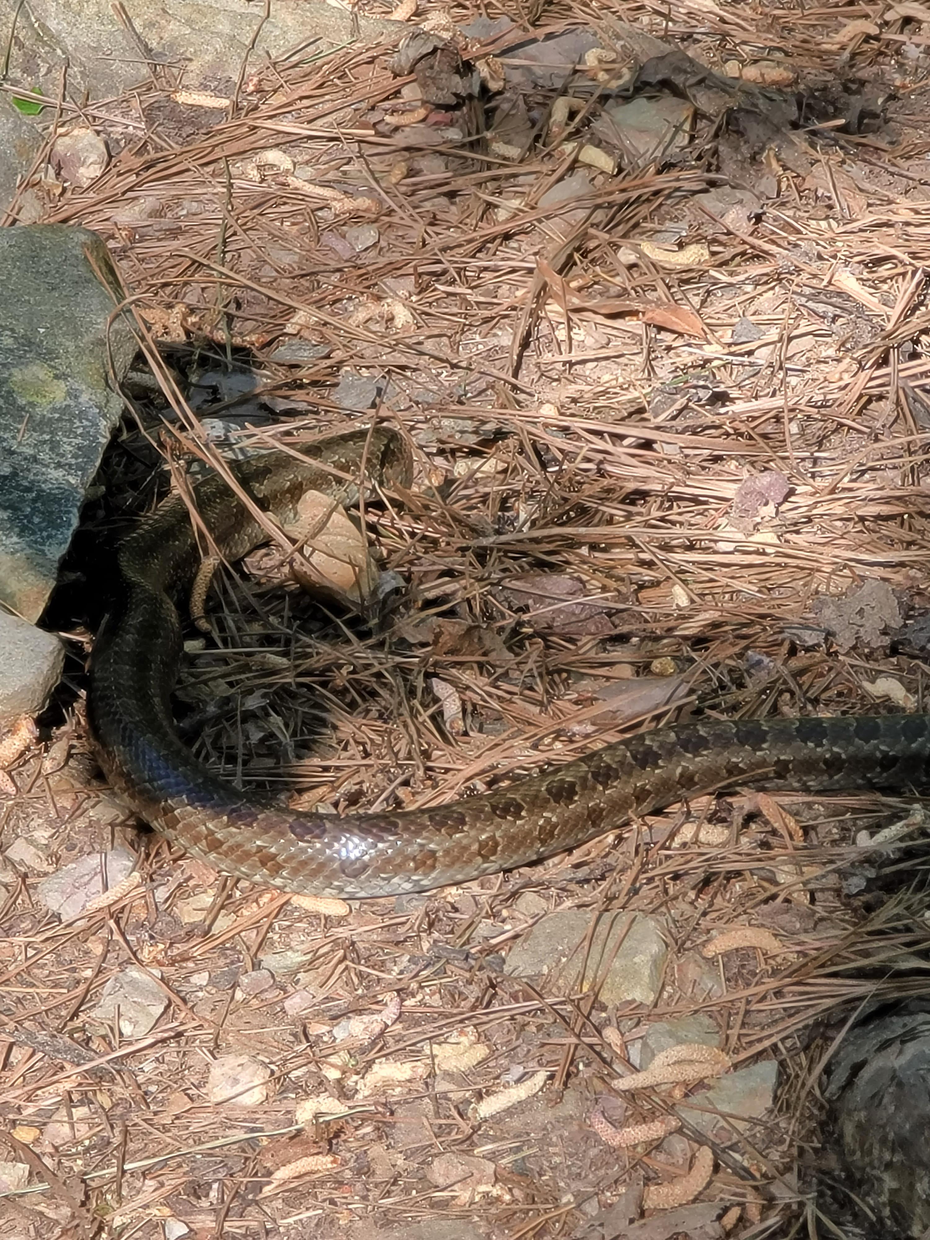 Snake ID? Location Central Arkansas r/snakes