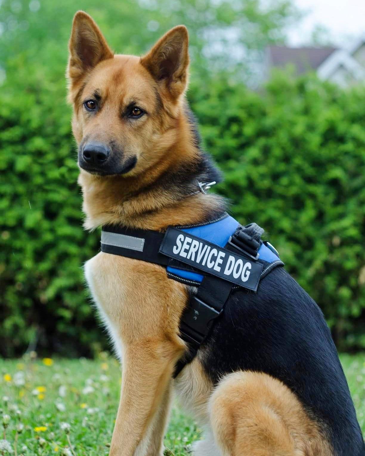 MedRx, my Psychiatric Service Dog. r/dogswithjobs