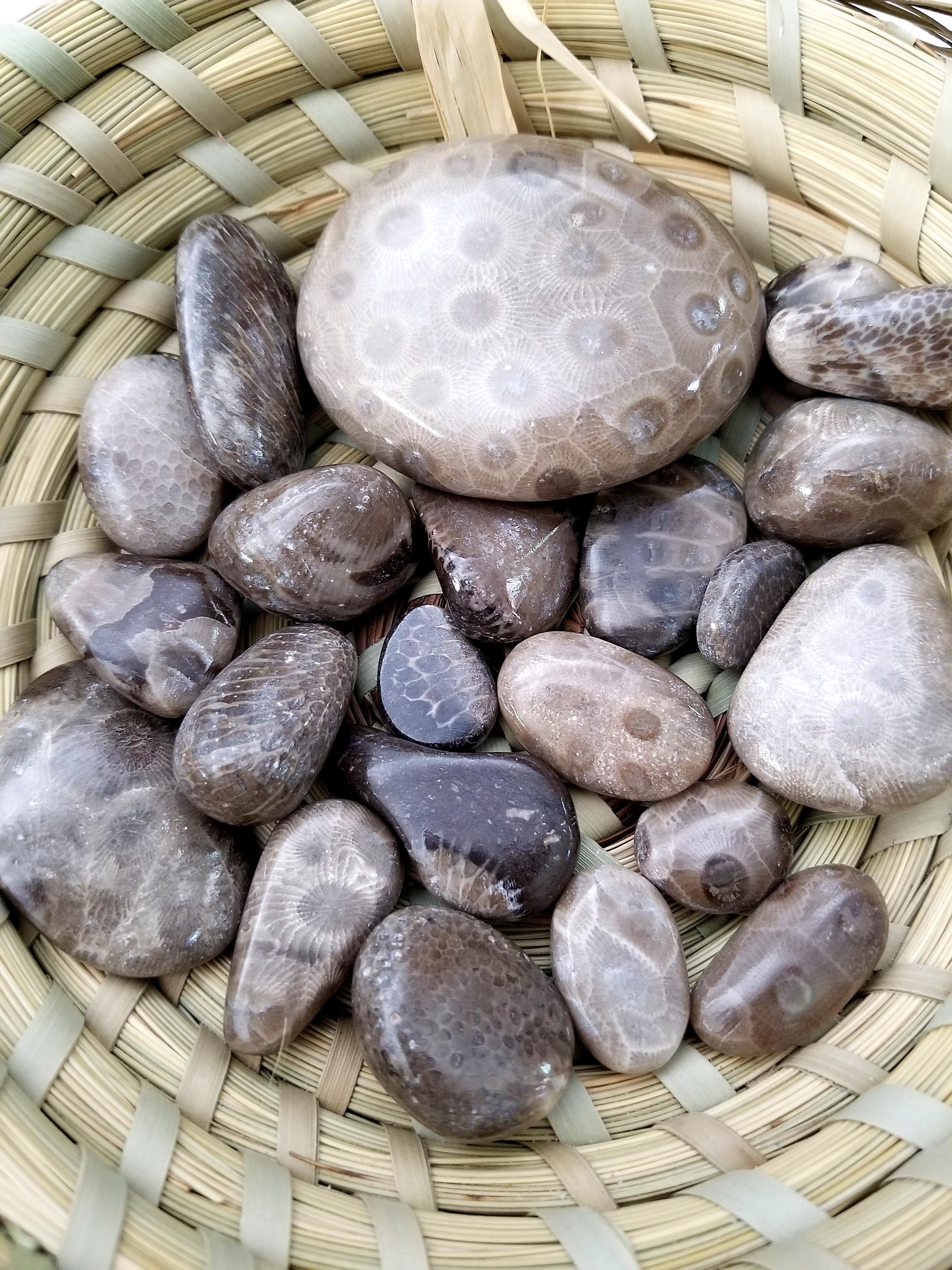 Self collected Petoskey and Charlevoix Stones. rockhounds