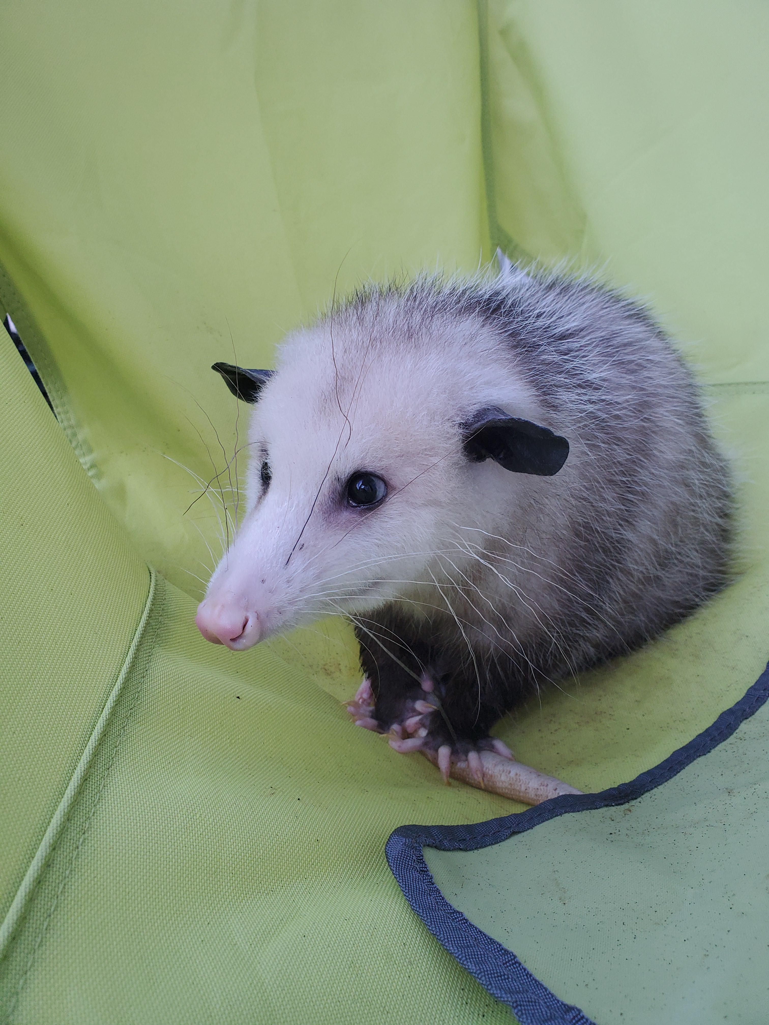 Bug getting some sun! 🐛🌞 r/Opossums