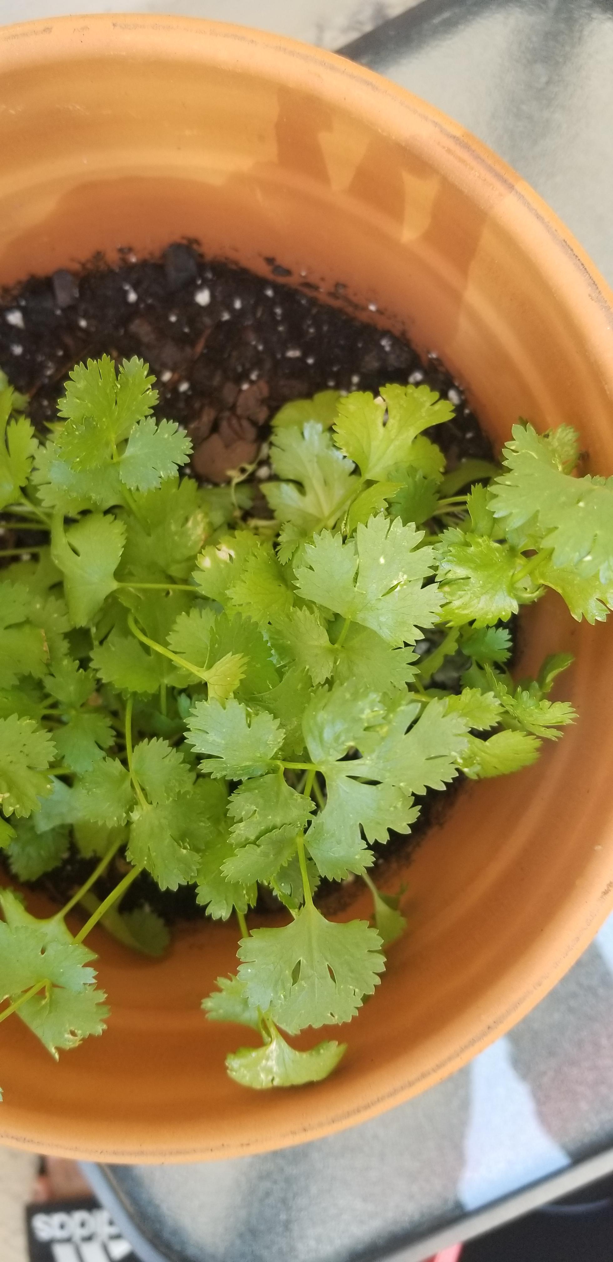 Planted a cilantro time for the first time. I water it daily. I don't