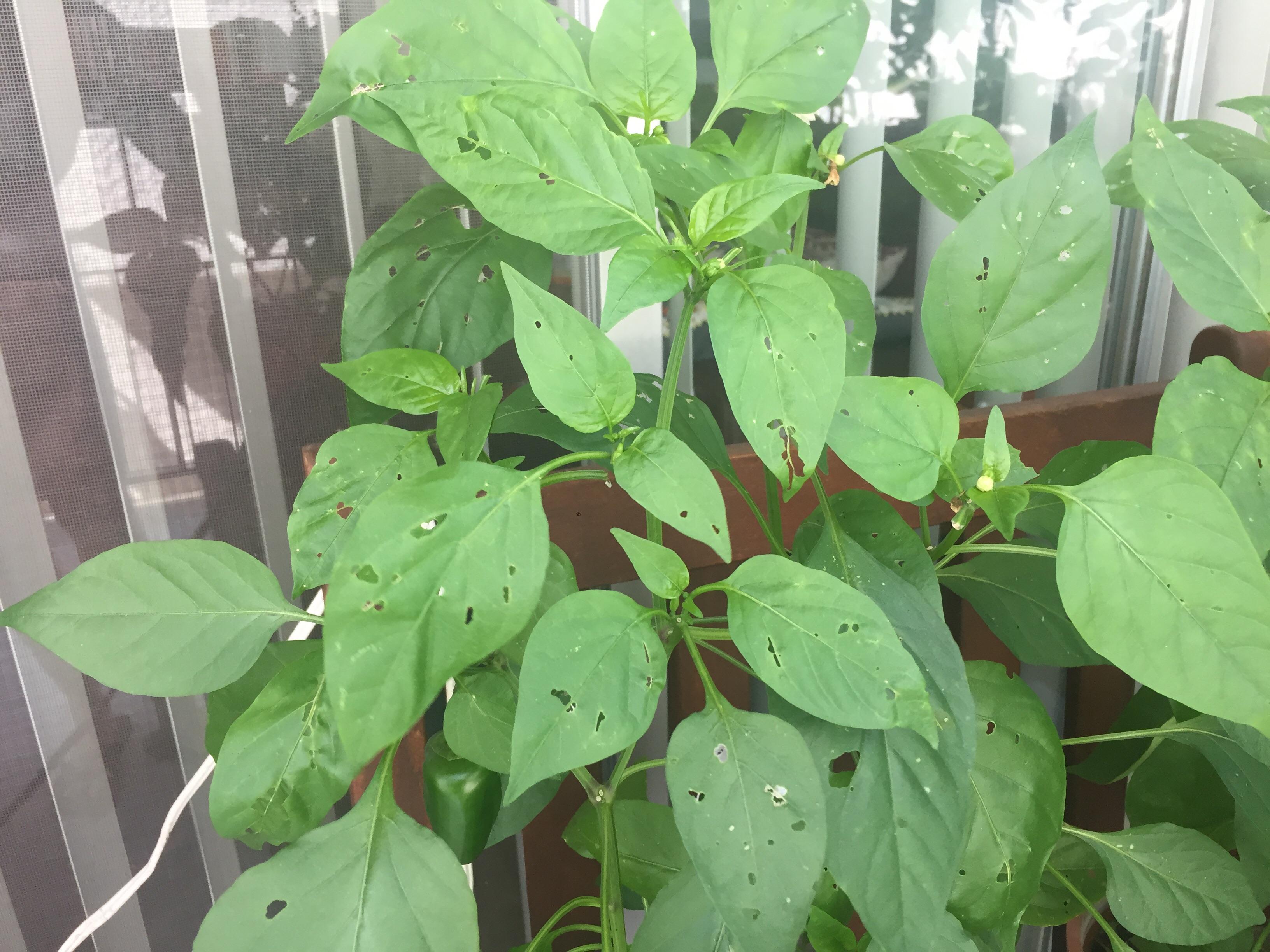 Any idea what is eating my pepper plants and what type of insecticide