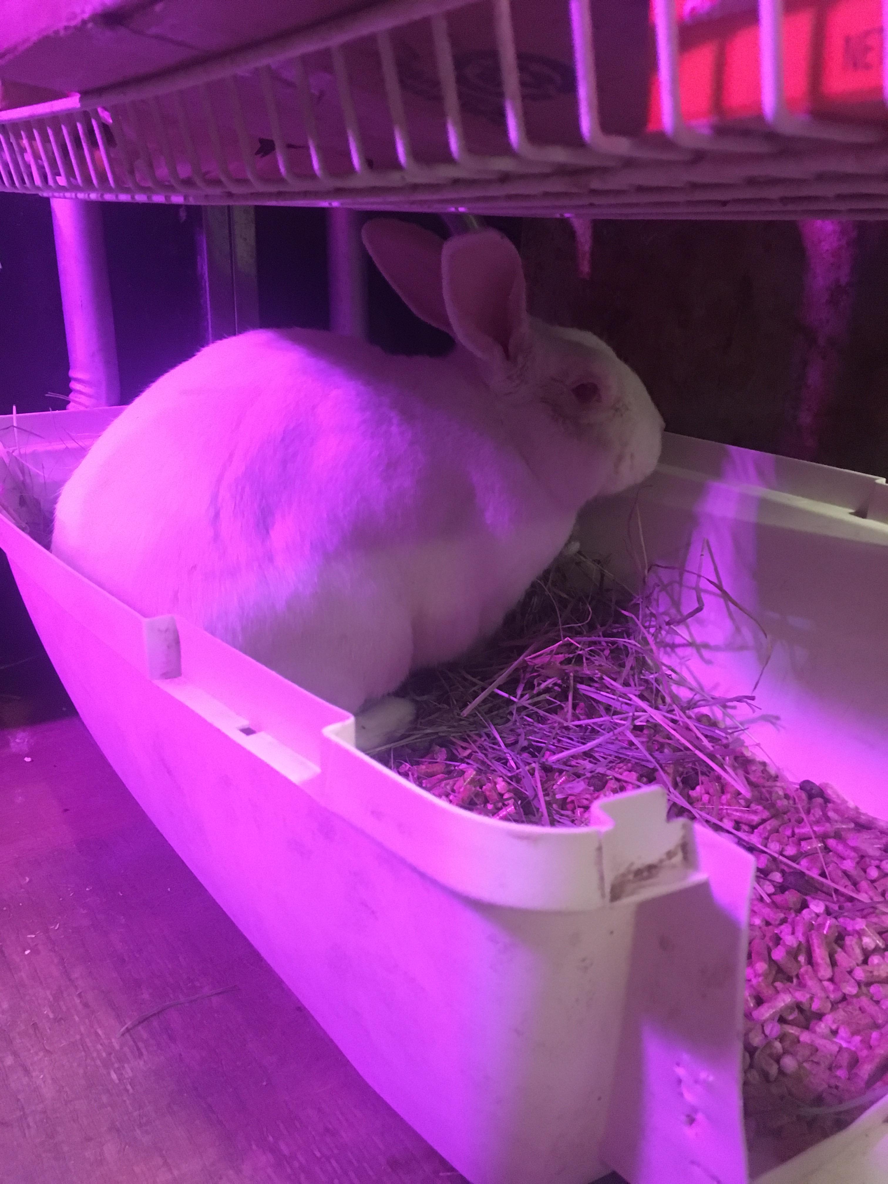 So proud of my Buddy Bun, using the litter box to piddle! Buddy lived