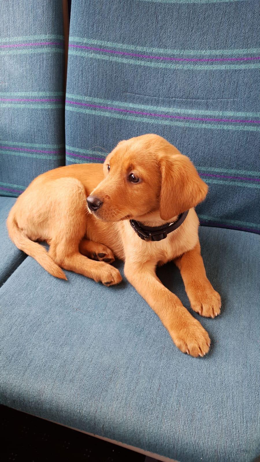 My sisters new Fox Red Labrador puppy. I have no words. aww