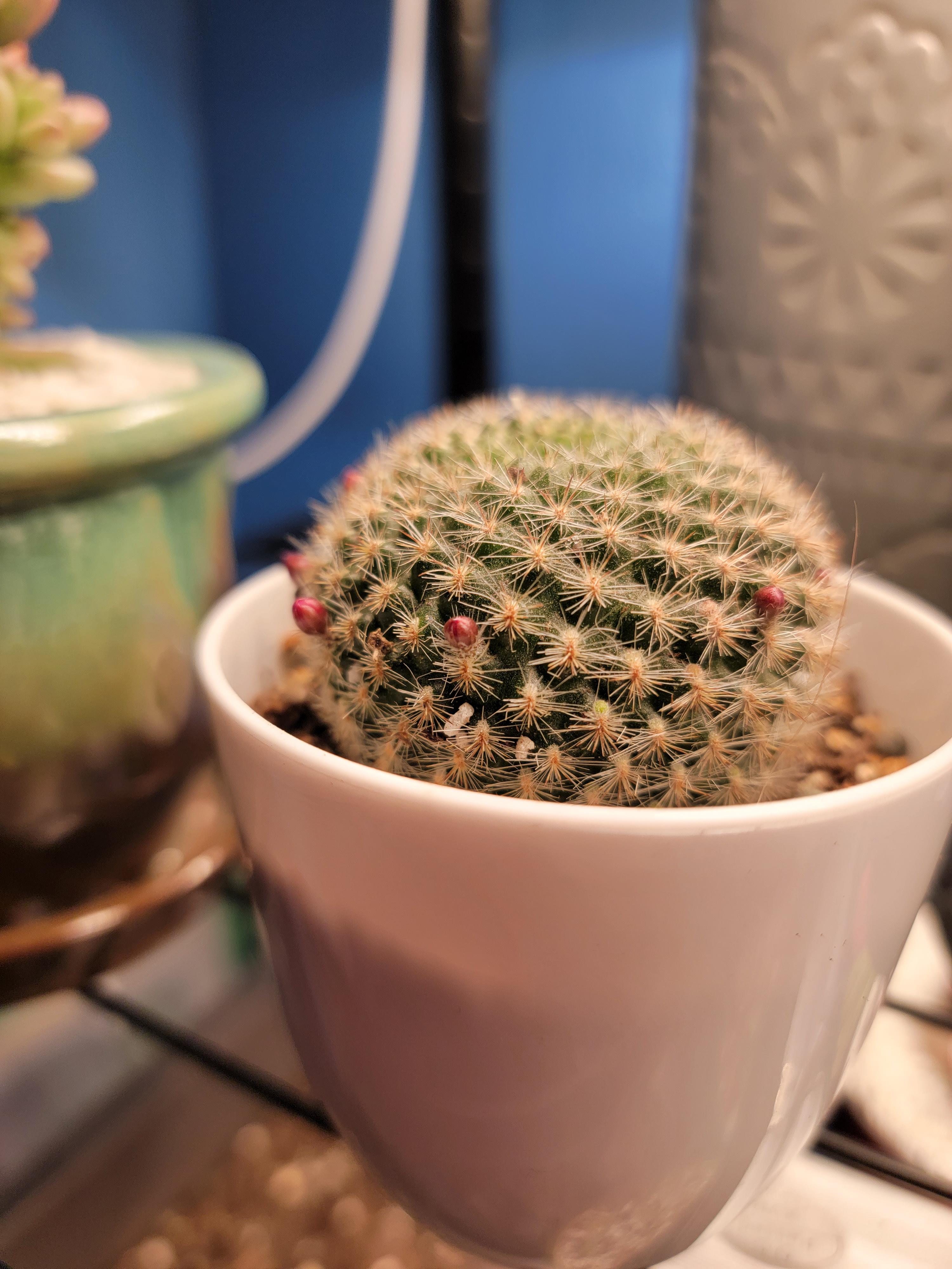 My cactus is flowering! I was wondering if it was dead! Any ID? Should