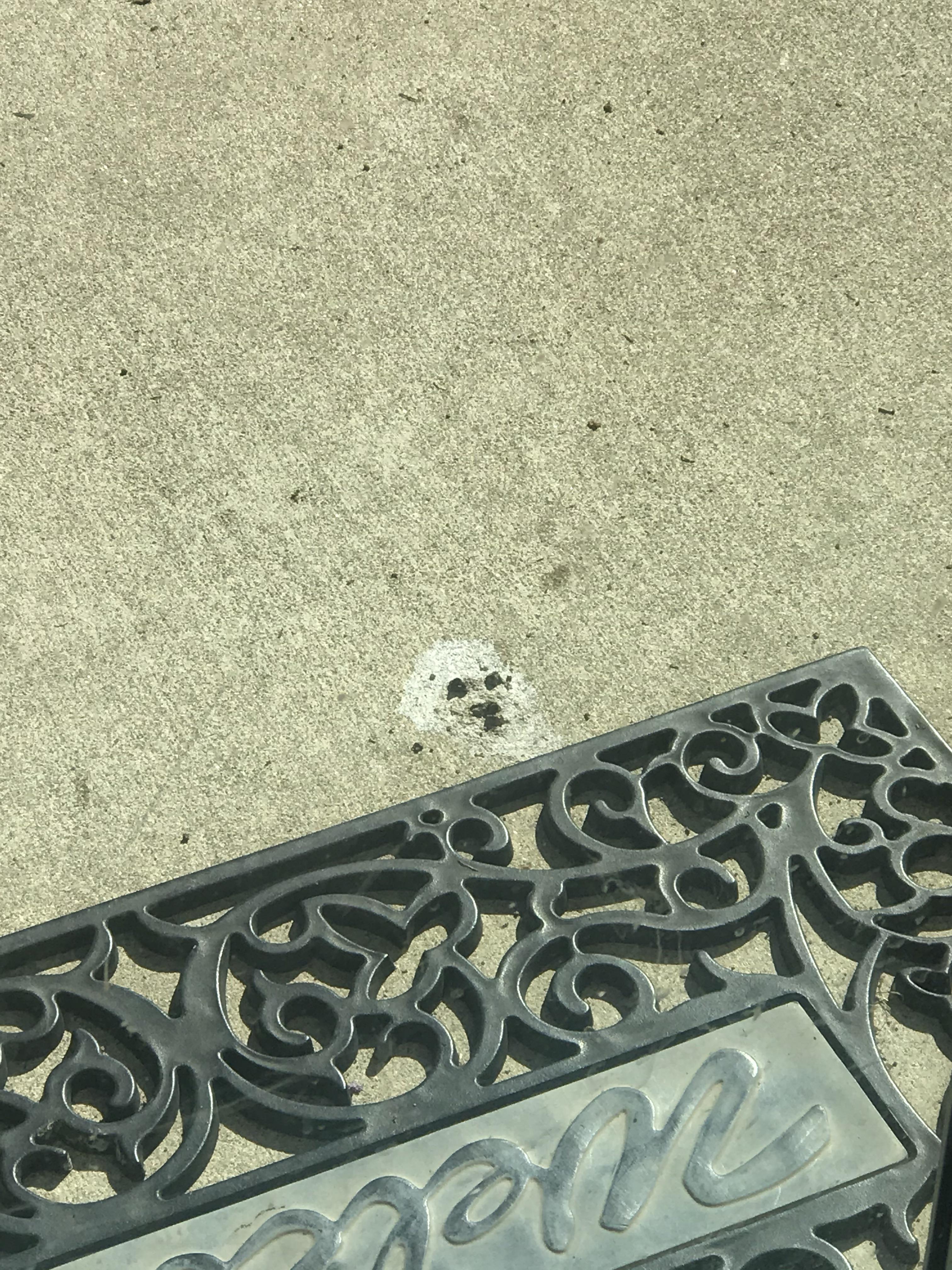 The poop on my back patio looks like a yeti r/mildlyinteresting