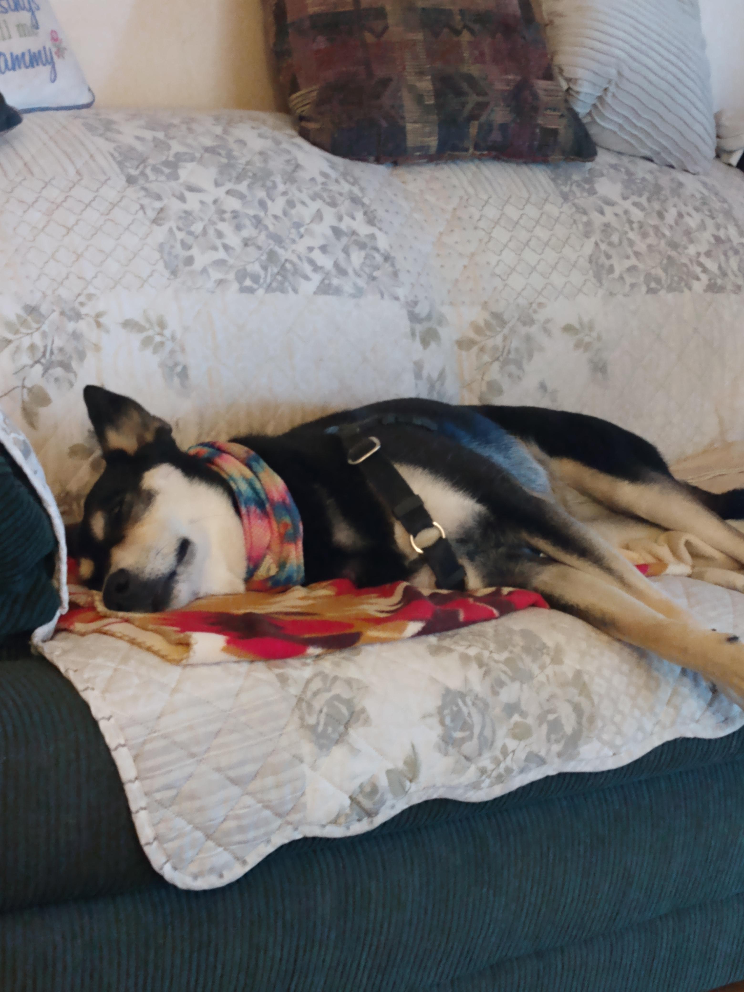 Puppers Hecking dying.