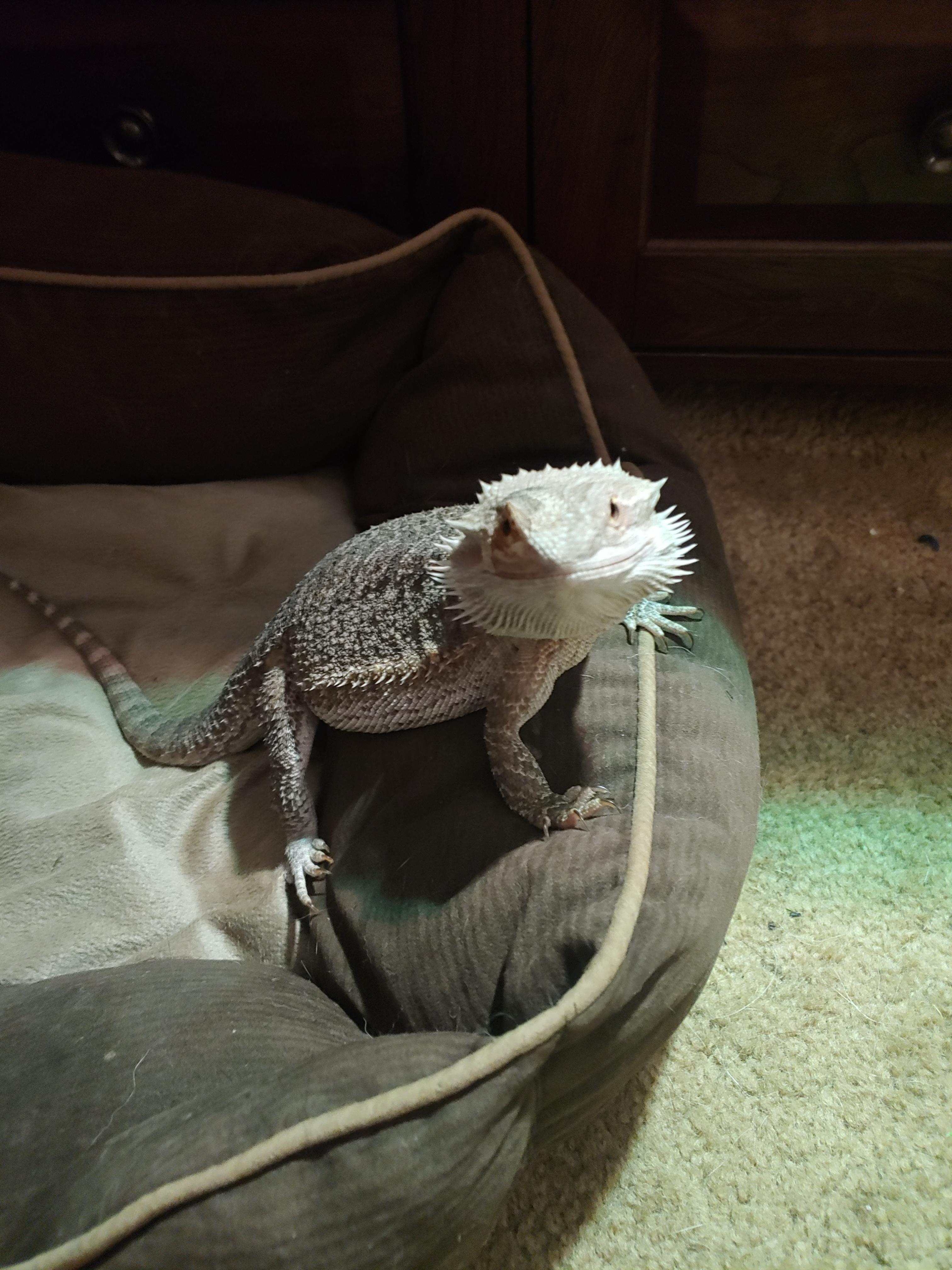 Dog bed? More like Beardie bed! r/BeardedDragons
