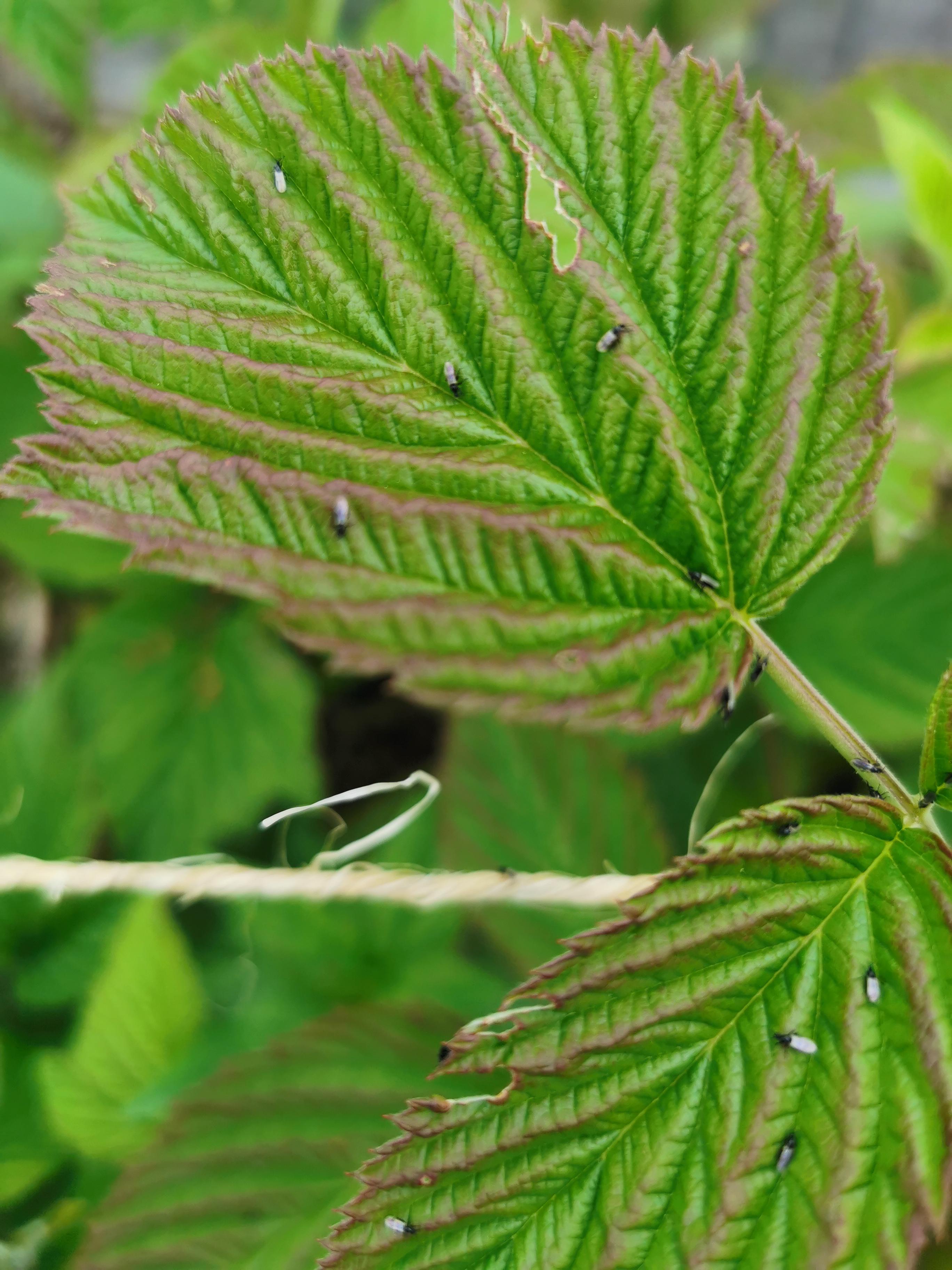 Tiny black flies that are all over one of my raspberries. Located on