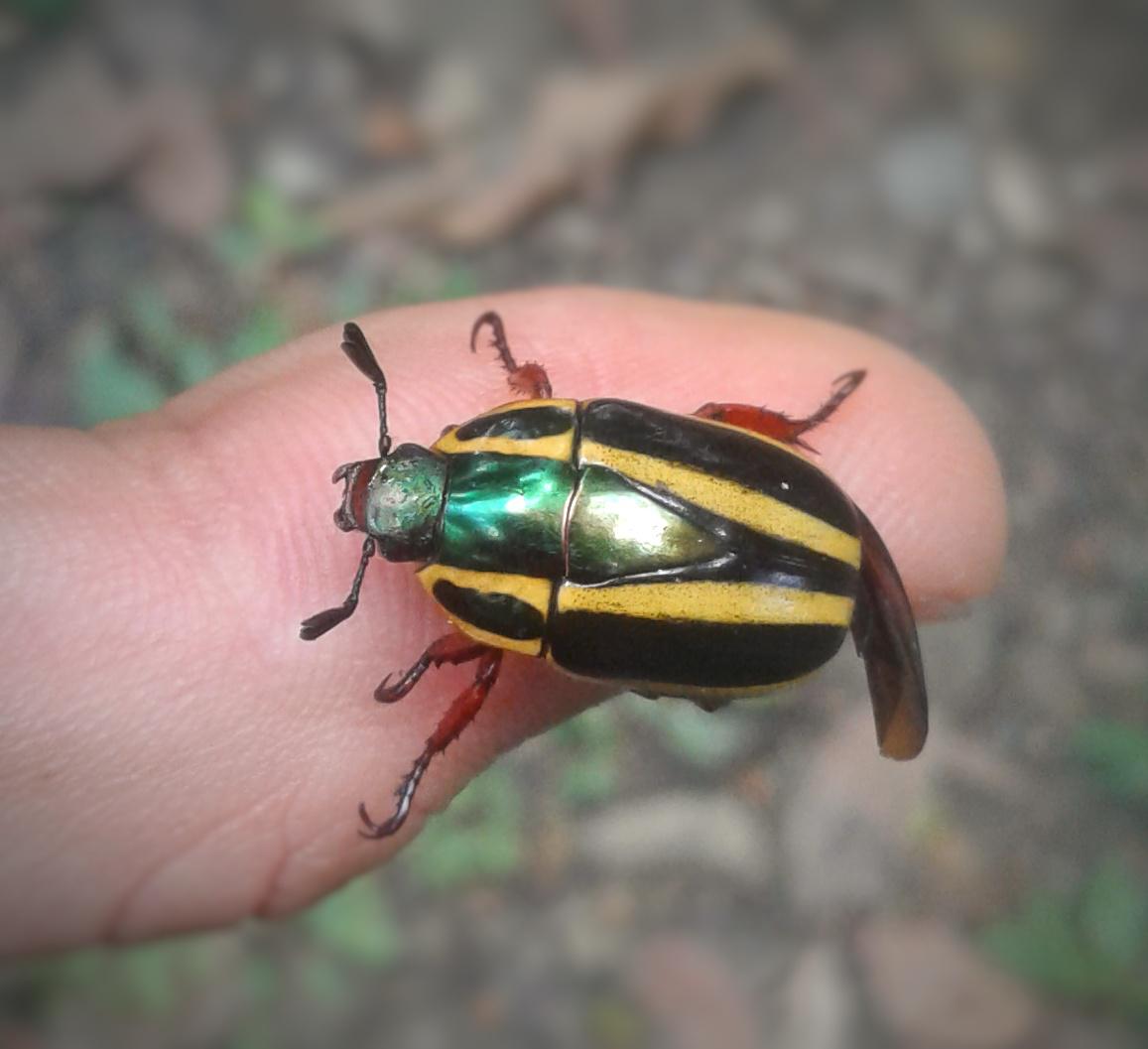 Green Beetle Identification