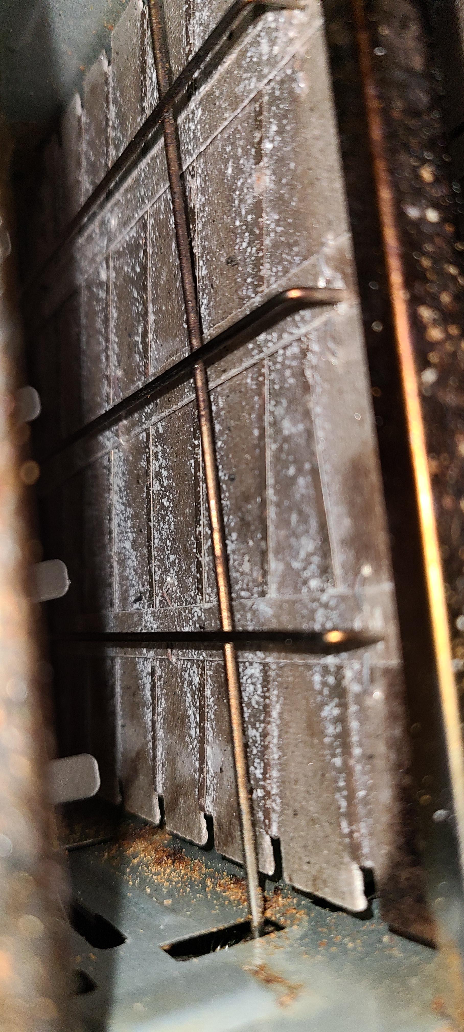 Can a toaster get mold? r/MoldlyInteresting