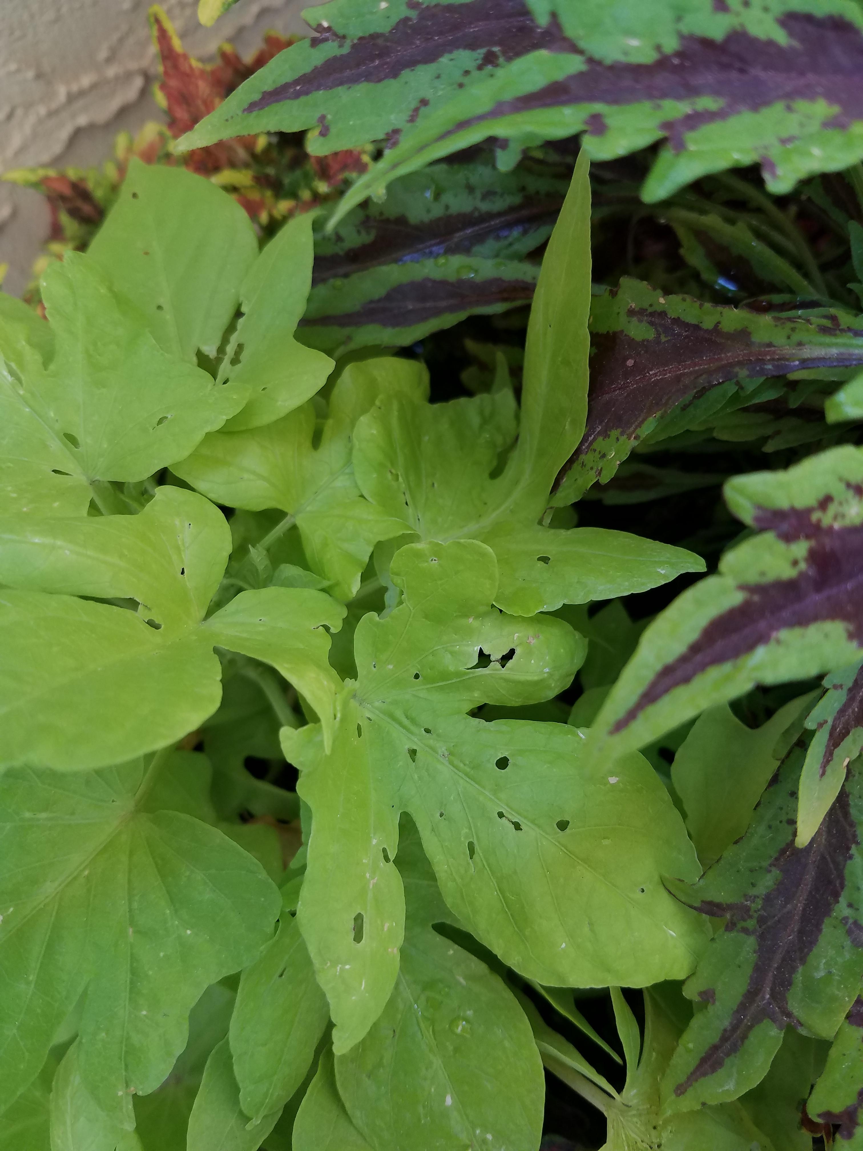 Holes only in sweet potato vine leaves. What's doing it? r/gardening