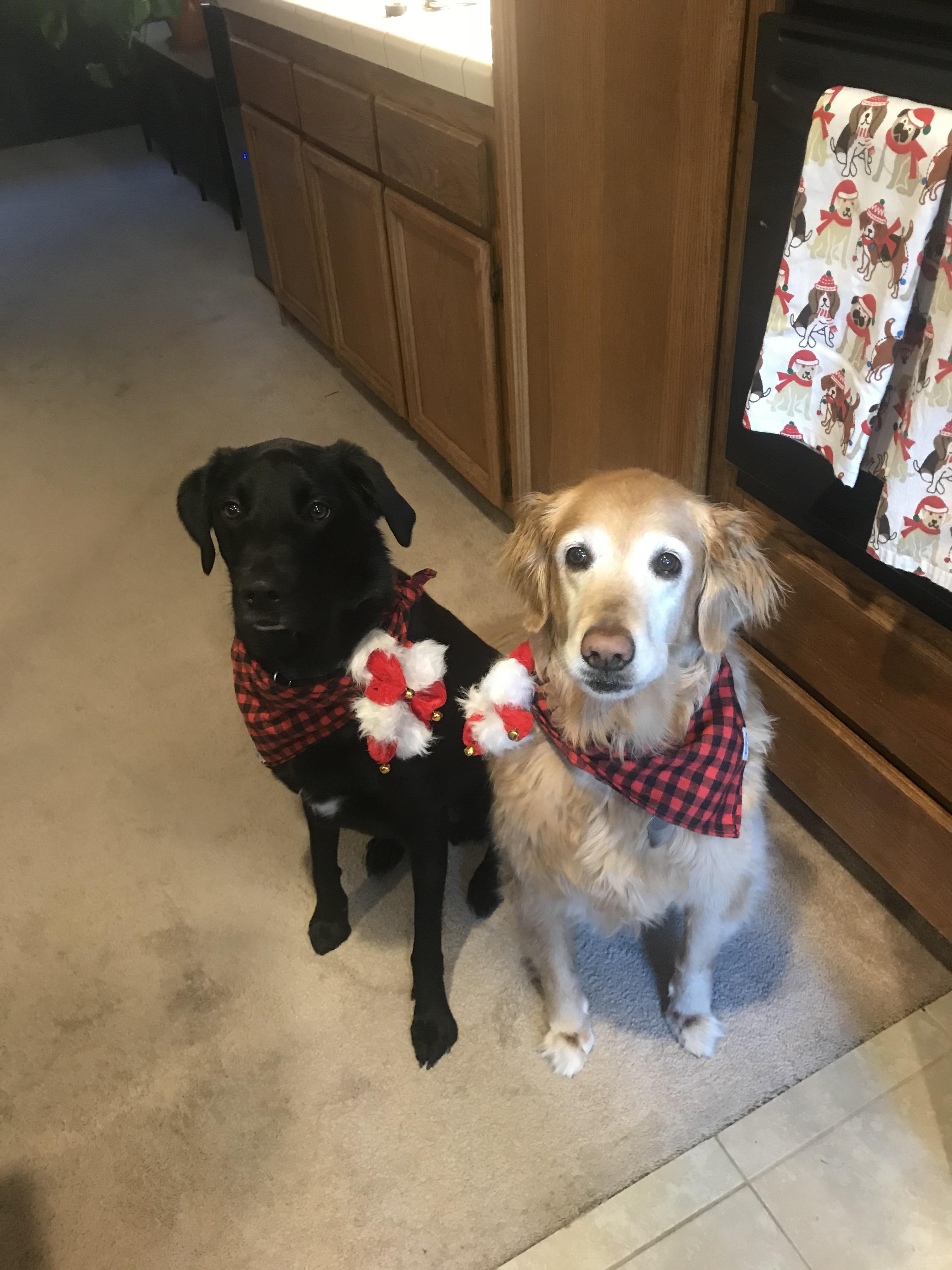 New to Sac, looking for vet recs for these two! r/Sacramento