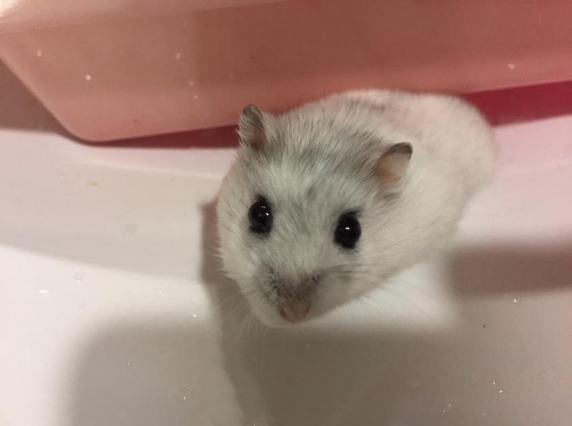 [OC] Introducing my other hamster, Gummy!! I have him for around a year