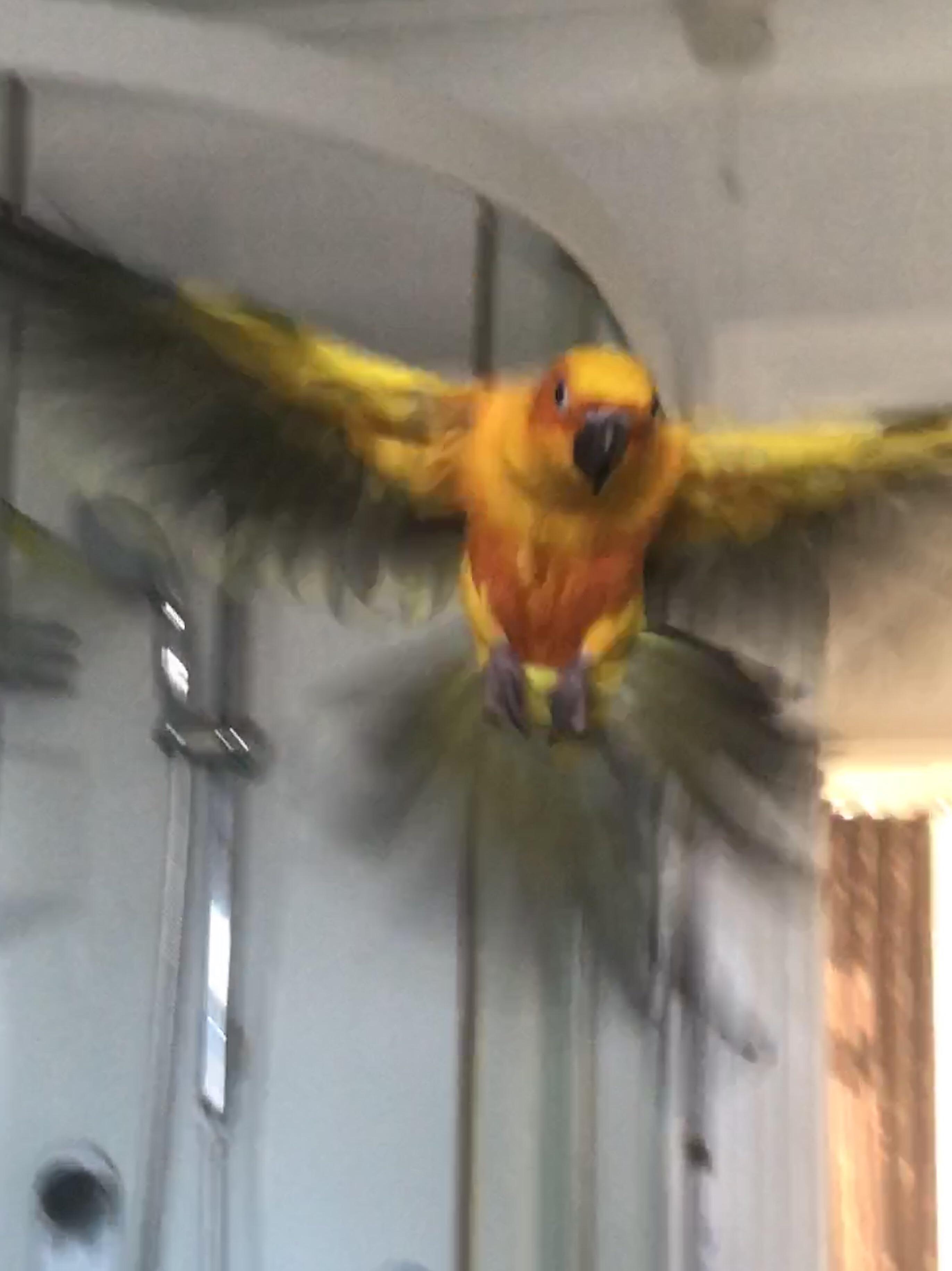 WANT MORE SHOWER STOP PHOTO r/parrots