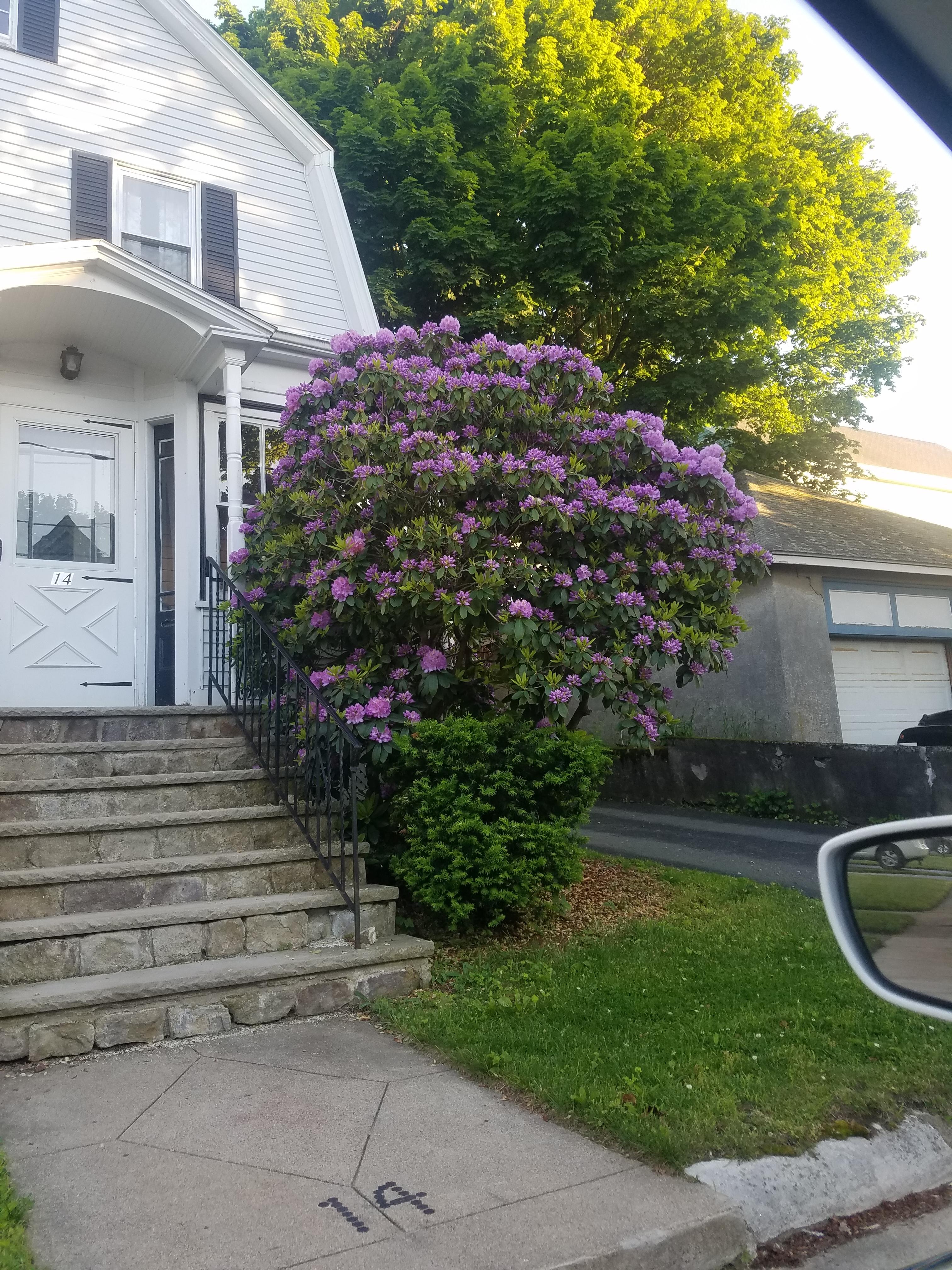 Was lucky to buy a house with this tree already going strong. r/gardening