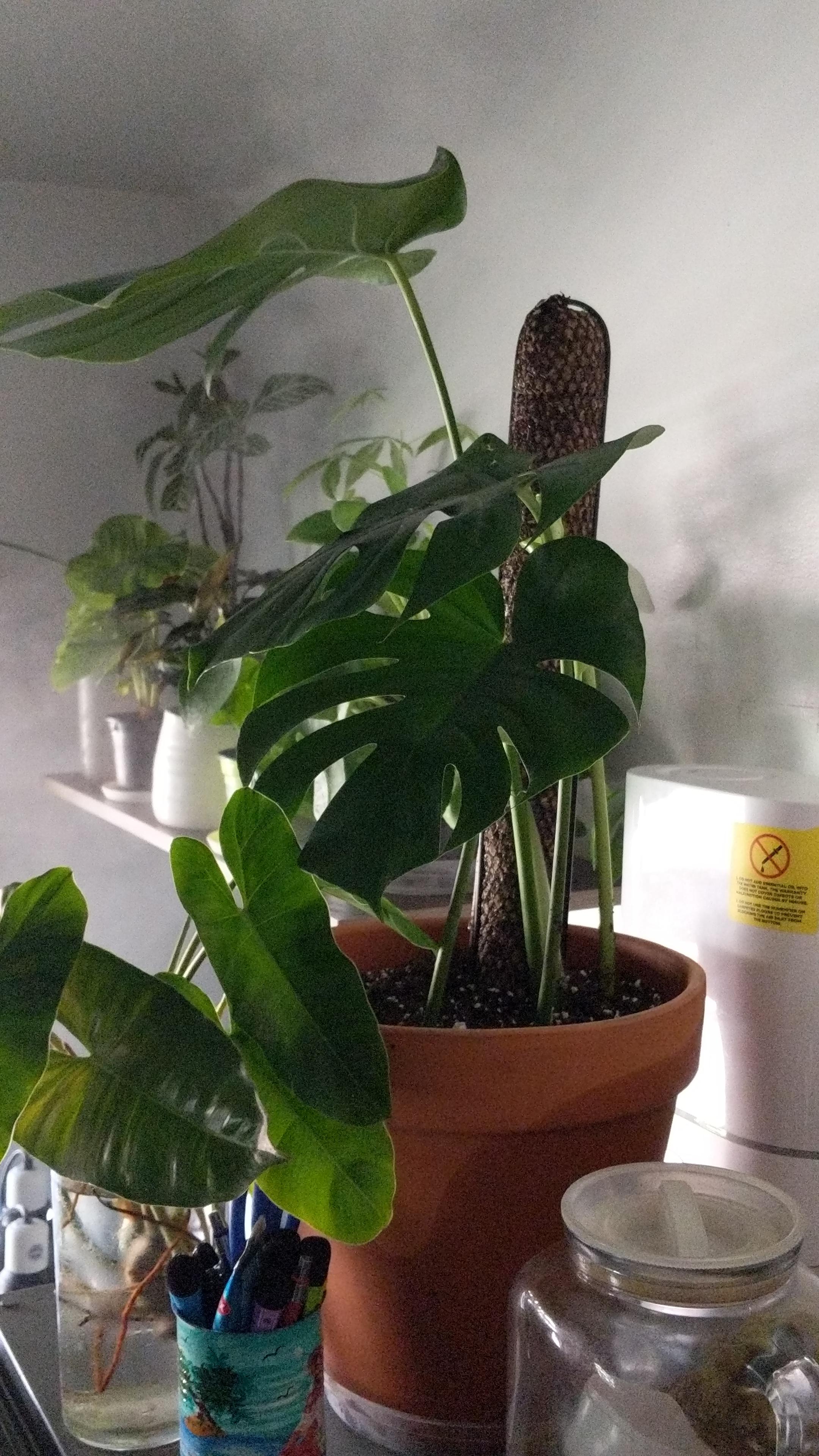 I Potted up my Monstera cutting today, it sat in water propagating for