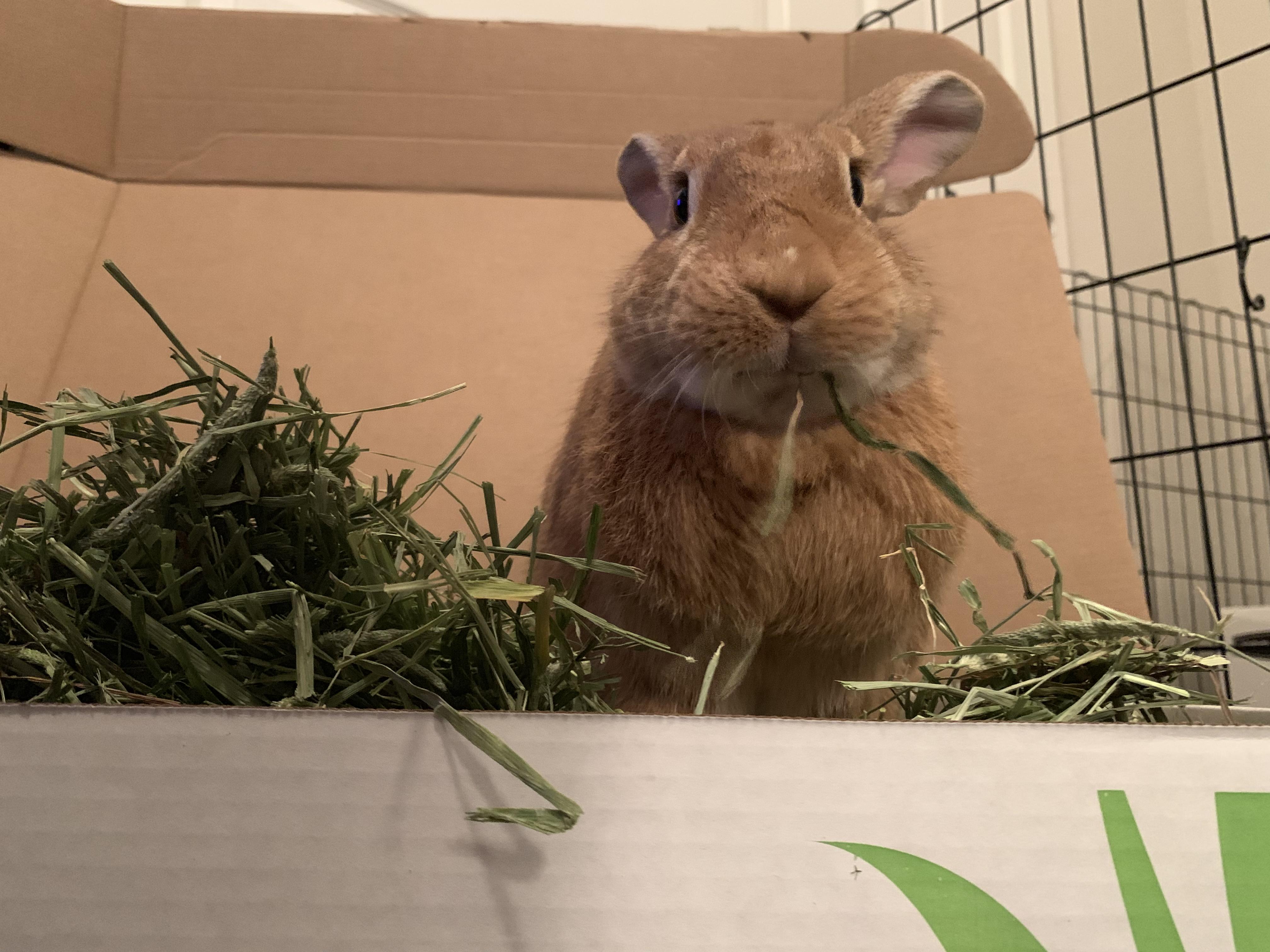 We tried ordering fresh hay for the first time. I’d say he gives it 5