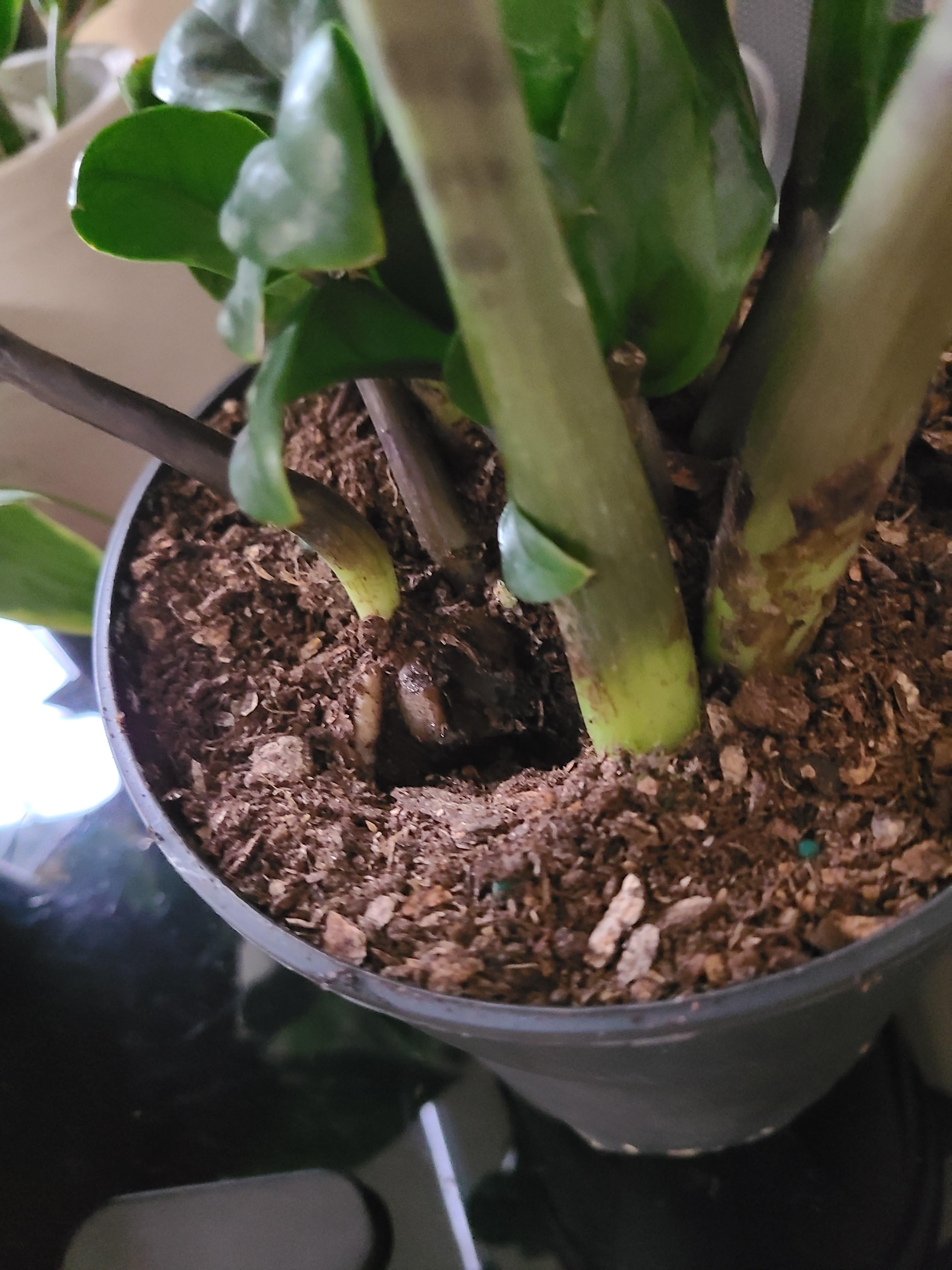 Is ZZ Zenzi more prone to root rot?? Has anyone grown this plant for