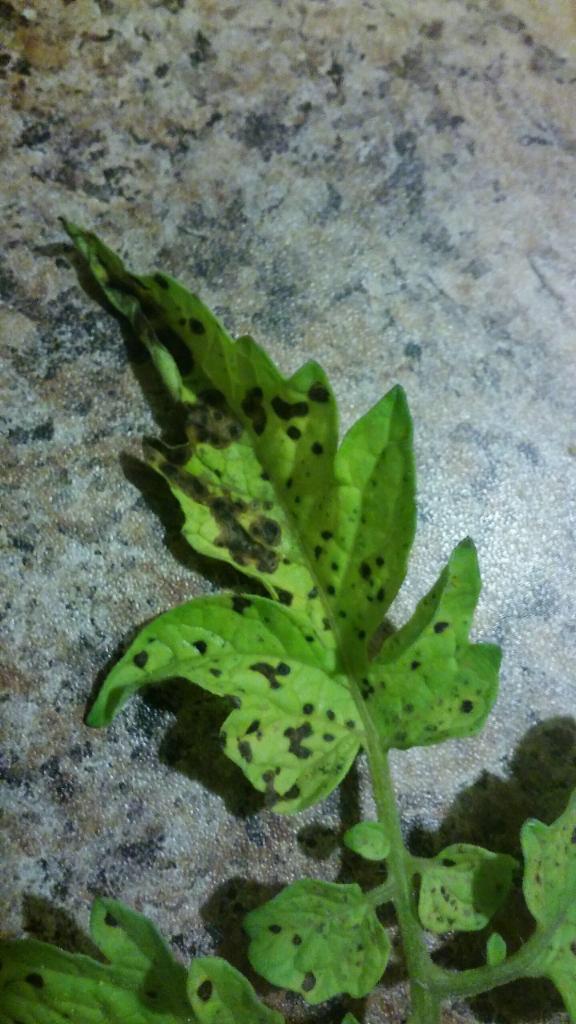 Is this blight? Tomato plant, what are these black spots? Zone 6B r
