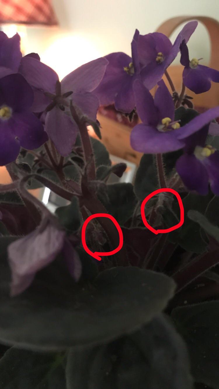 Why are the blooms dying? r/AfricanViolets