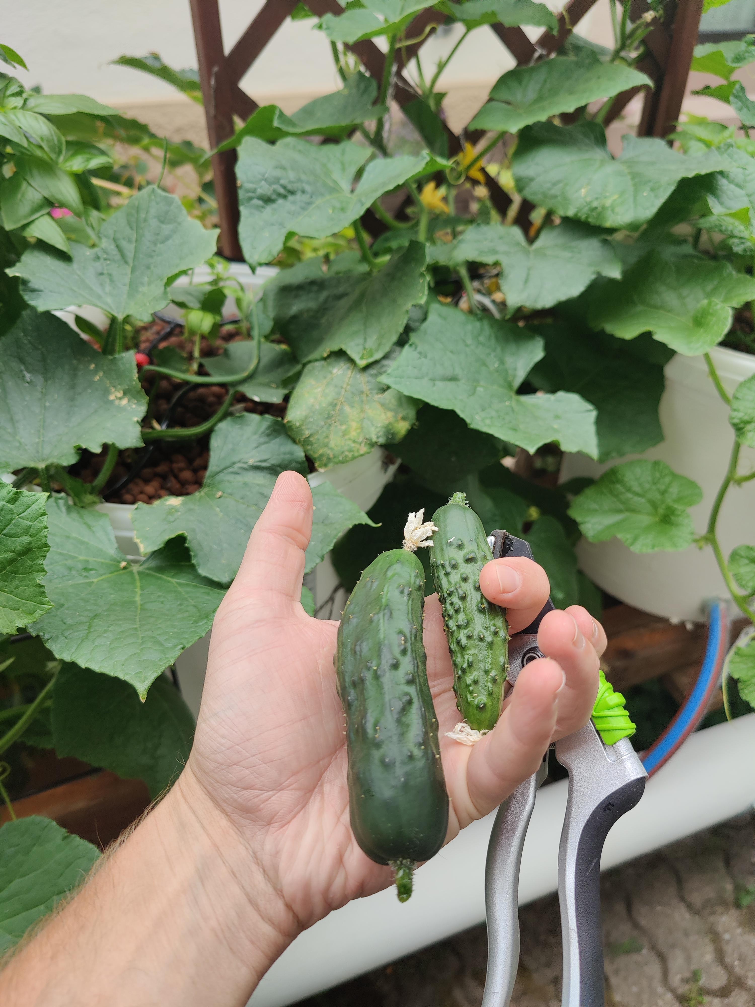 Frist hydro cucumbers ready for pickling. Will vacuum seal these until some more are ready so I