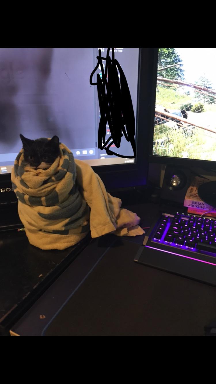 Best gaming accessory ever r/Purrito