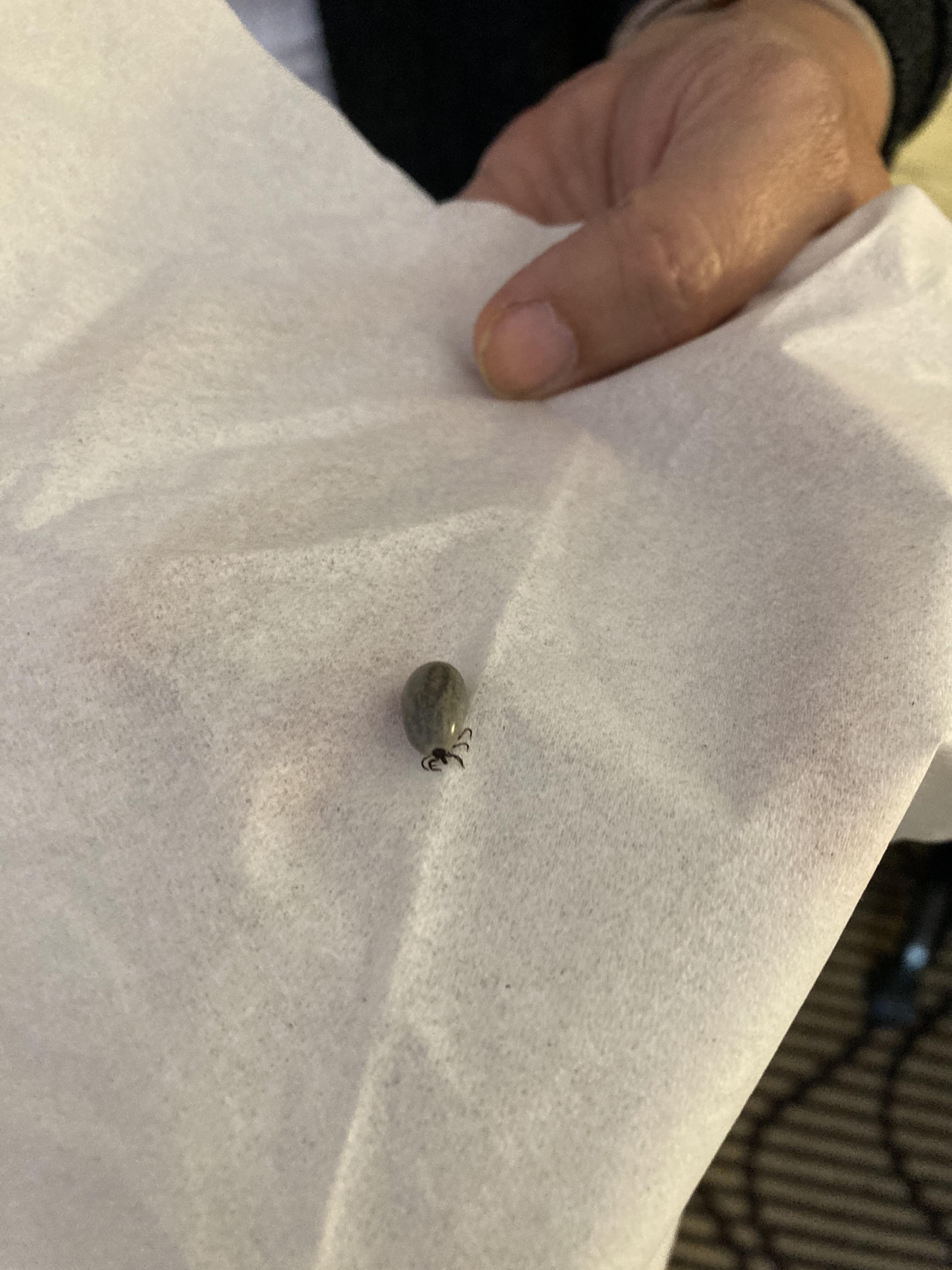 Jelly bean sized tick found on my dog. r/mildlyterrifying