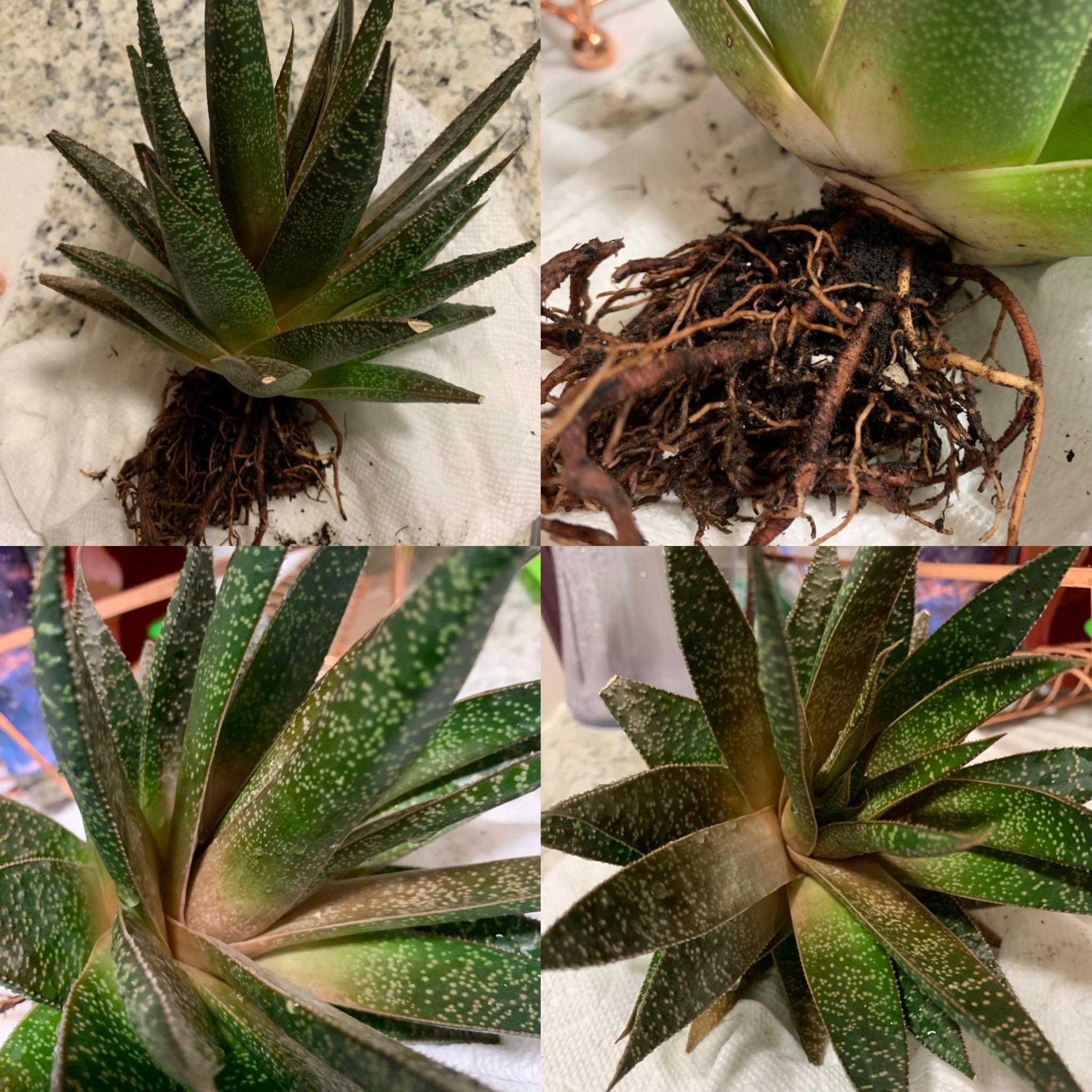 How can I revive my aloe vera? r/houseplants