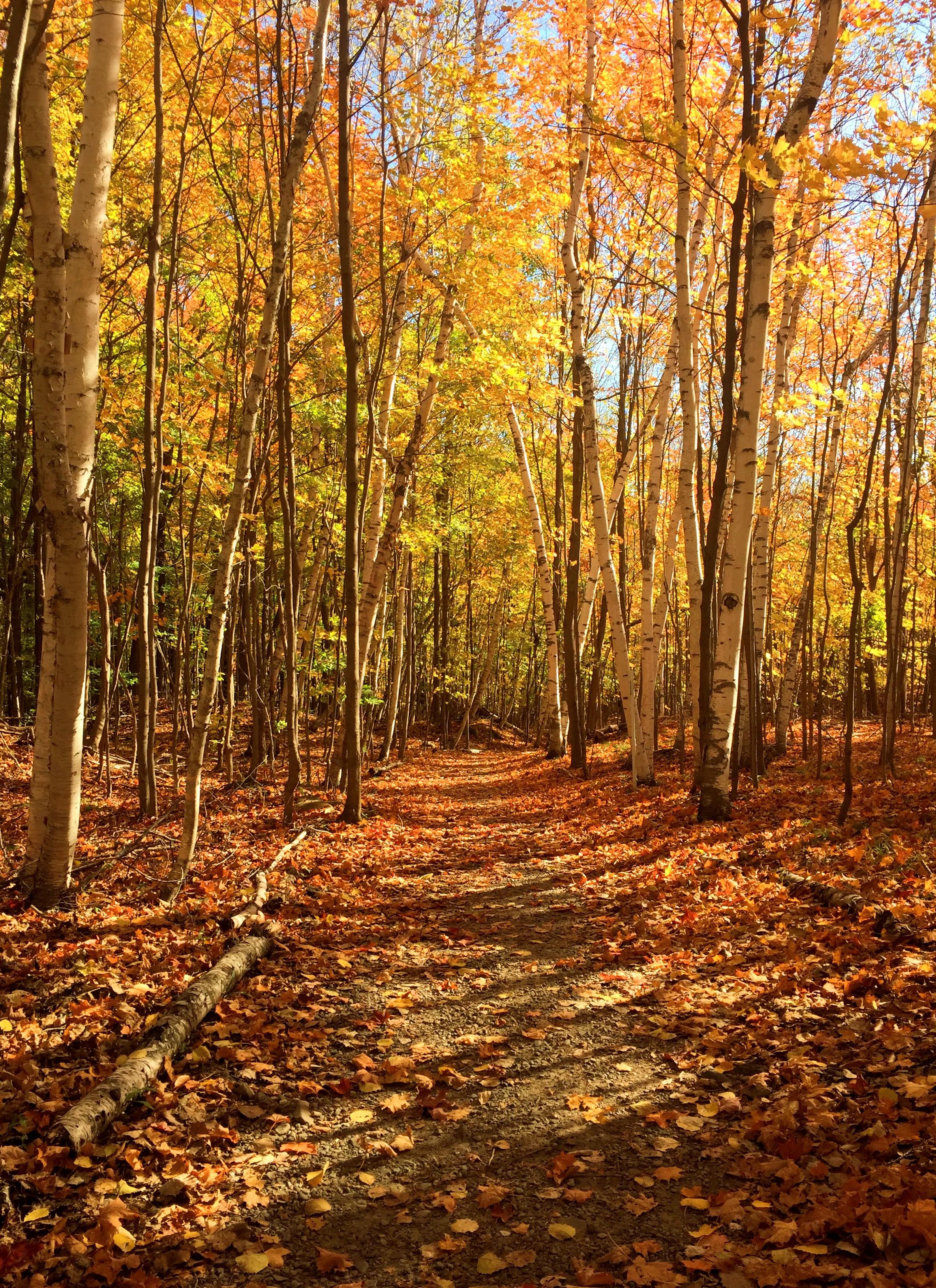 Quebec Autumn Leaves 2023