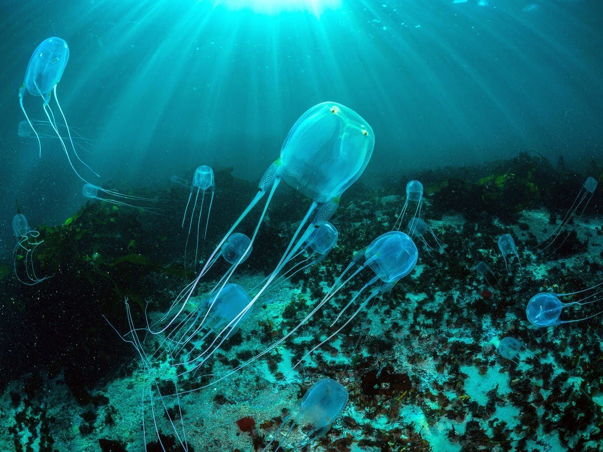 🔥 the box jellyfish, the most poisonous marine animal on earth, nearly