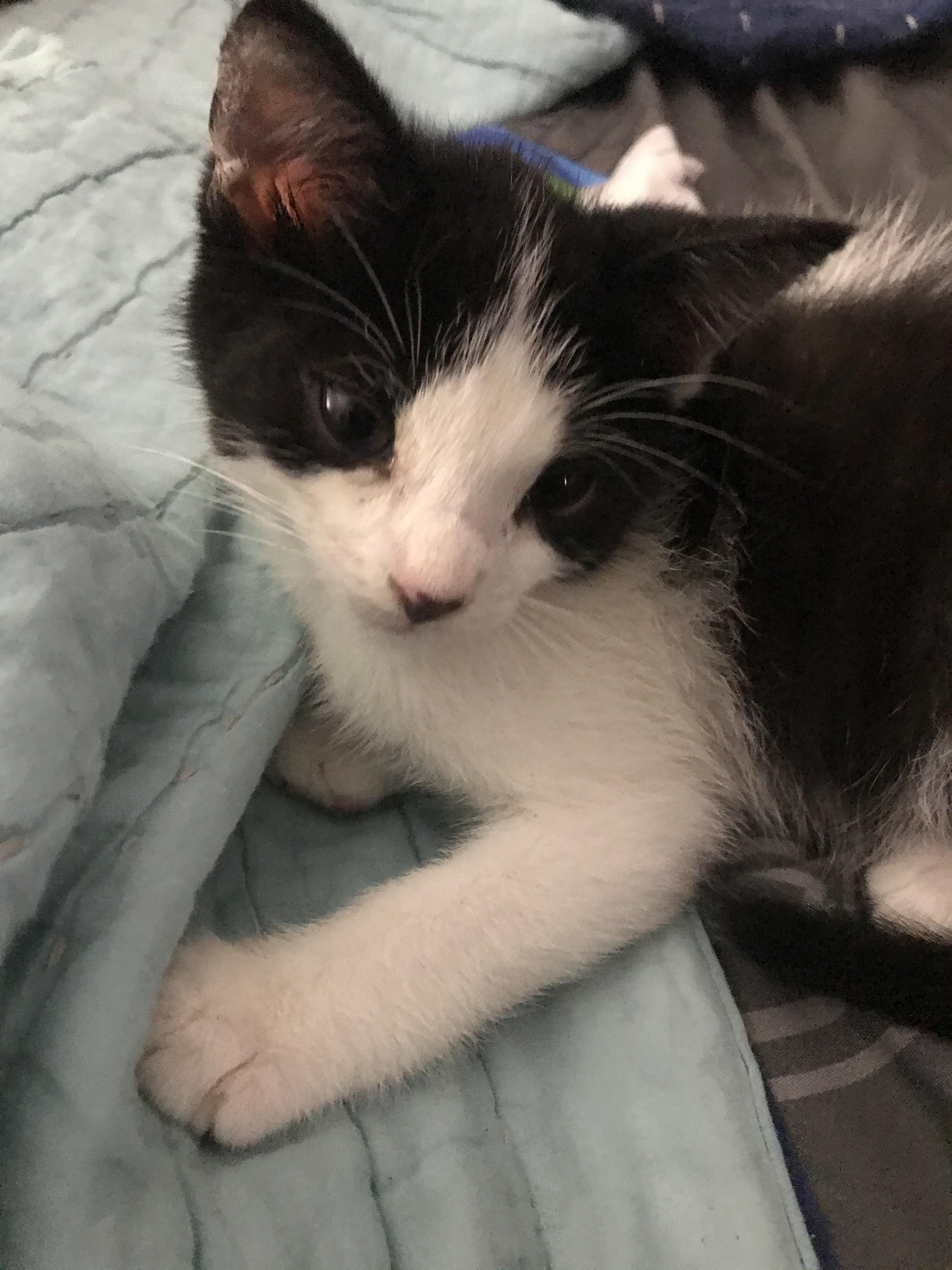 Why are my cats eyes so far apart? r/cats