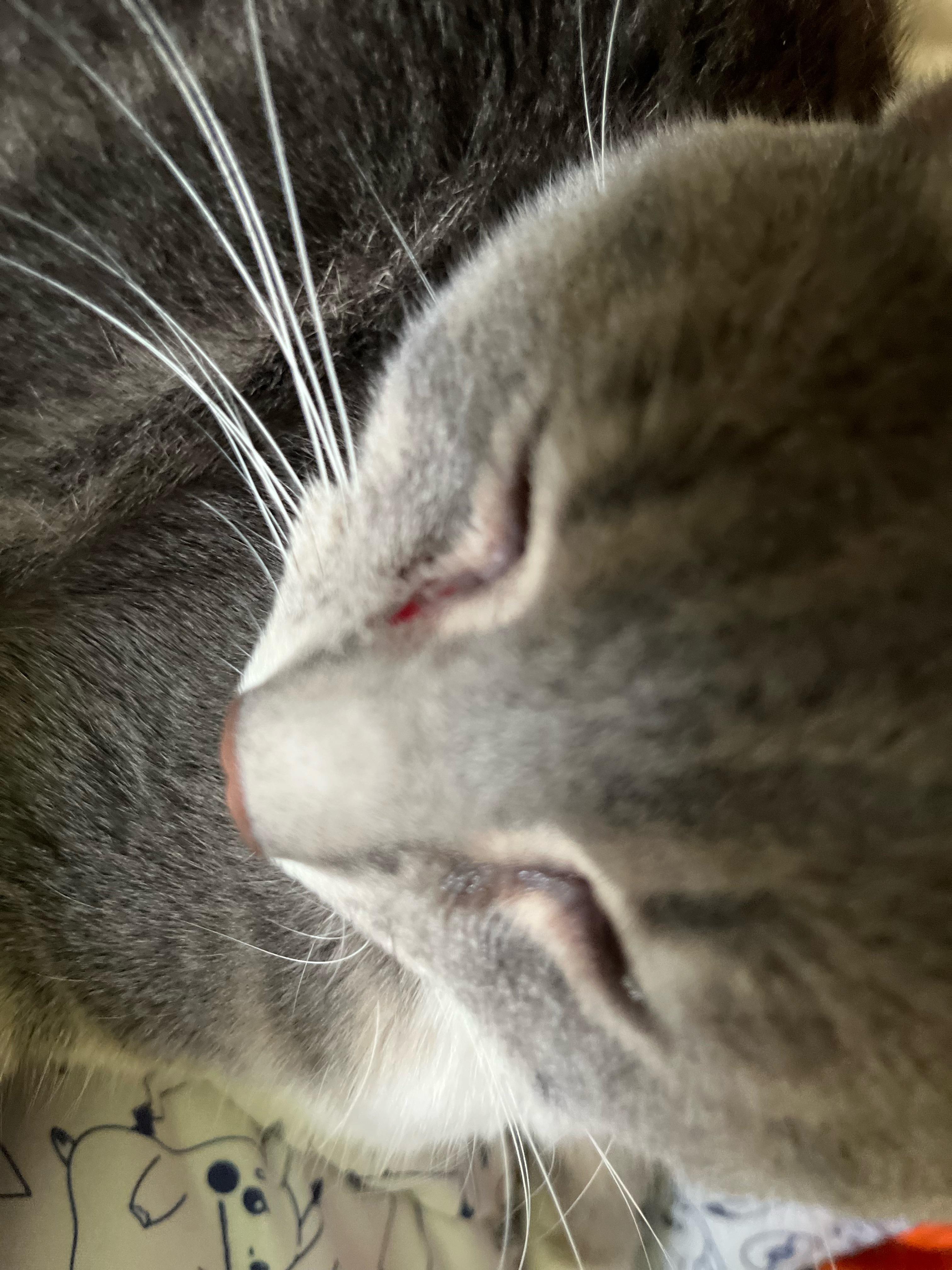 is it bad that i tried to get gunk out of my cats eye and it ended up