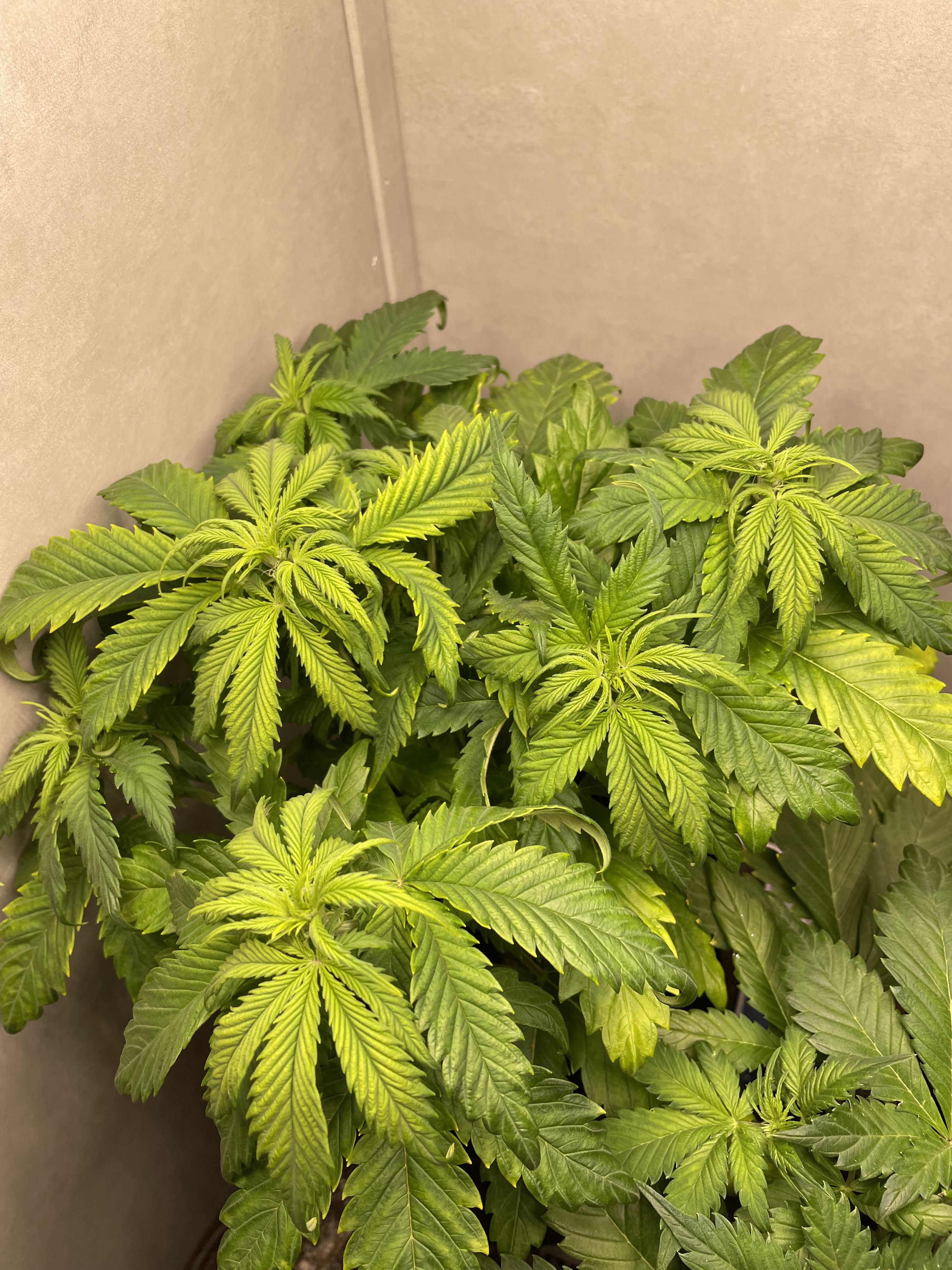 What seems to be the problem? This is my last cheap soil gro, next one