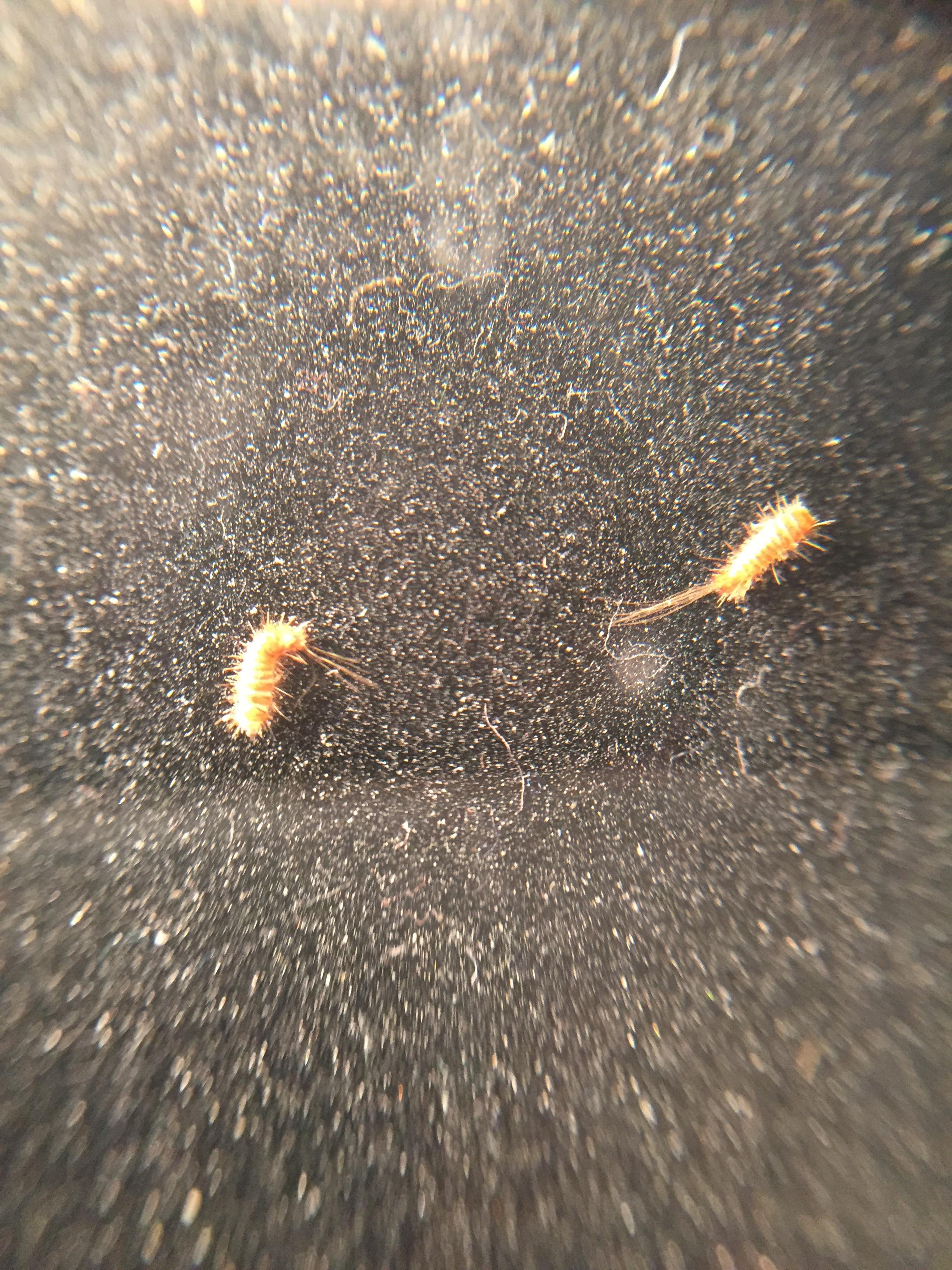 parasites of bearded dragons