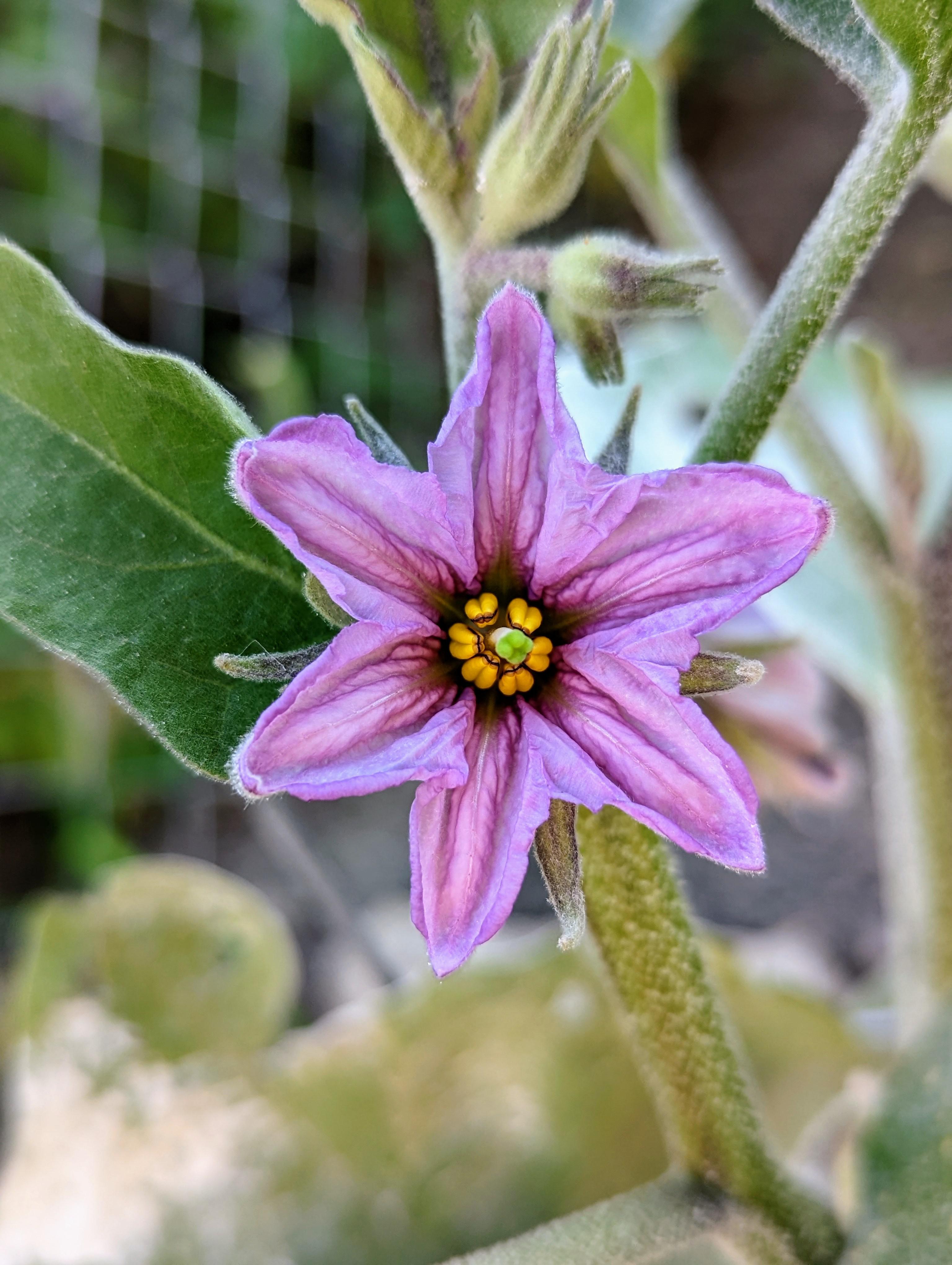 Why did no one tell me that eggplants have flowers?! r/gardening