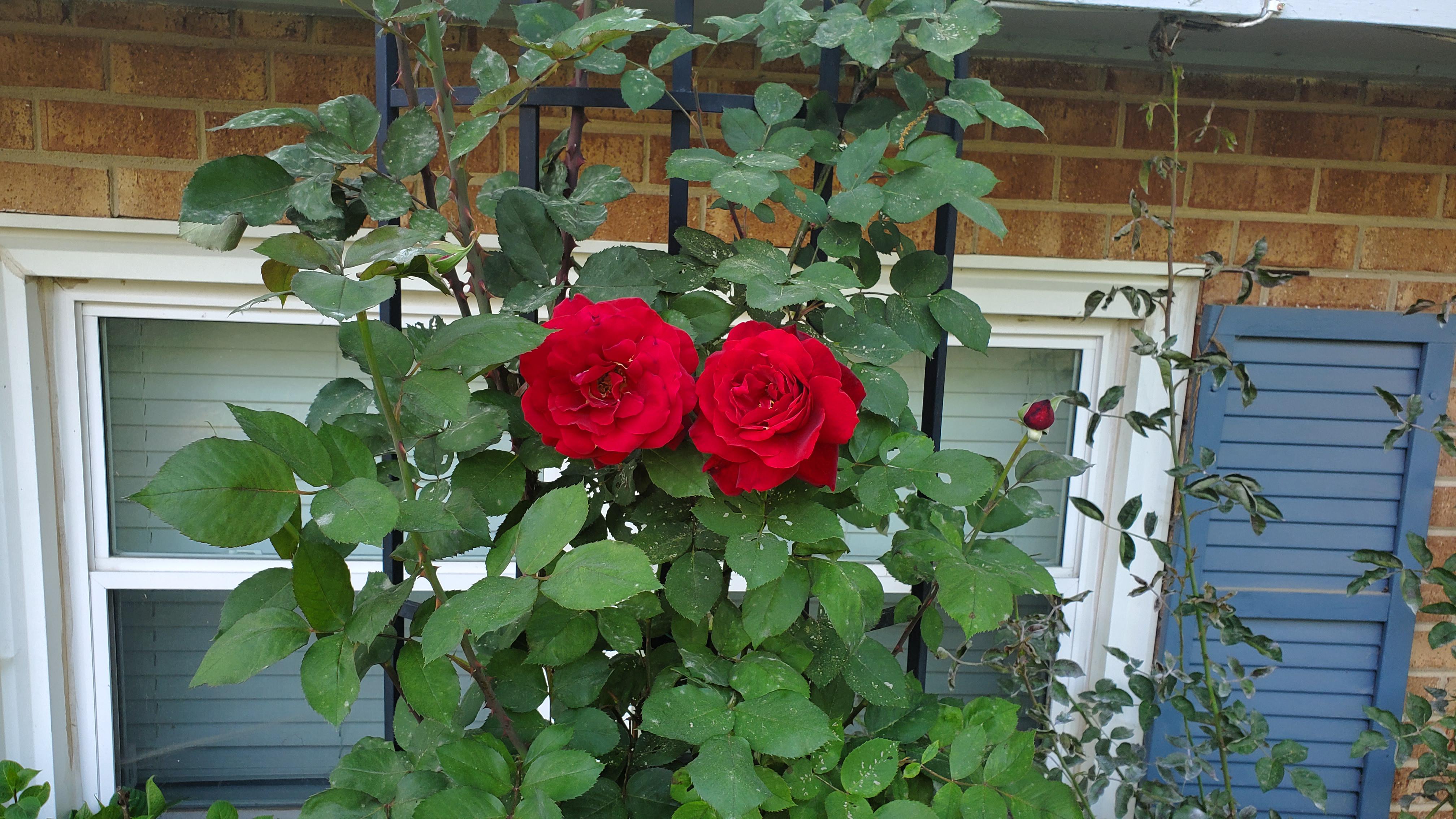 Second and third of the year. The roses are adjacent to the hydrangeas
