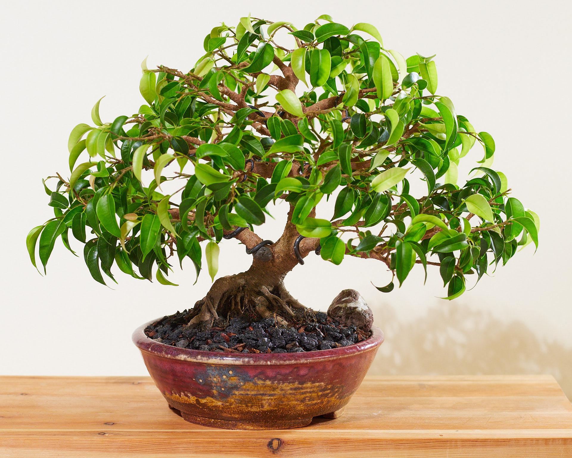 Bonsai Is Drying Out at William Blackstock blog