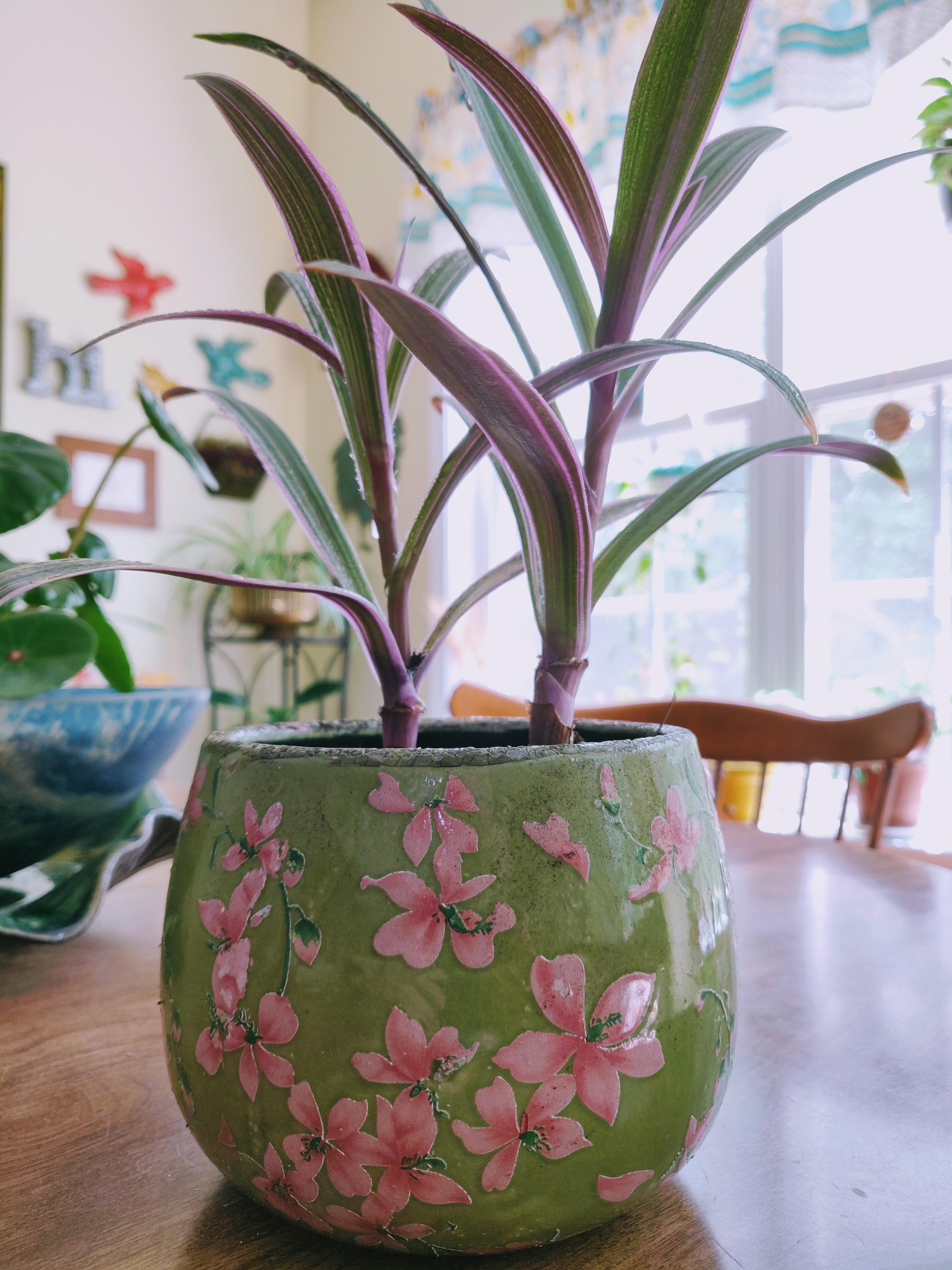 Pretty pot for 3 at Kroger. r/houseplants