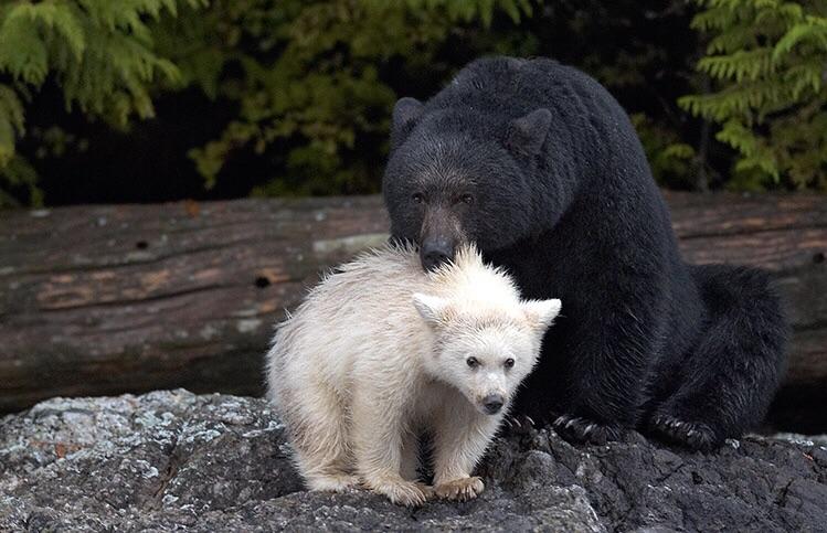 Shiny black bear (photo by Brad Hill) RealLifeShinies
